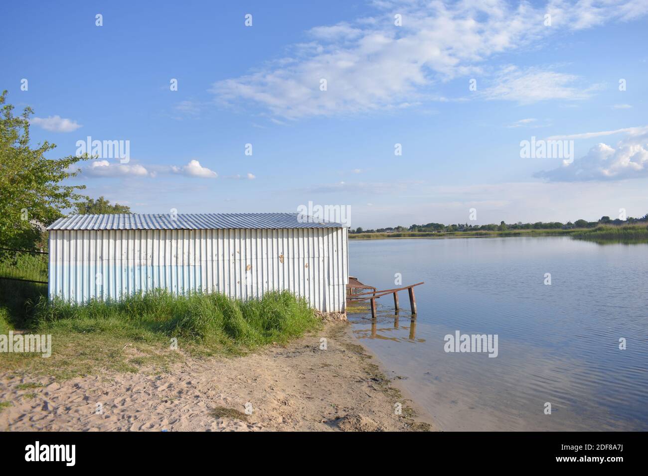 Erba reed fresca sul fiume Foto Stock