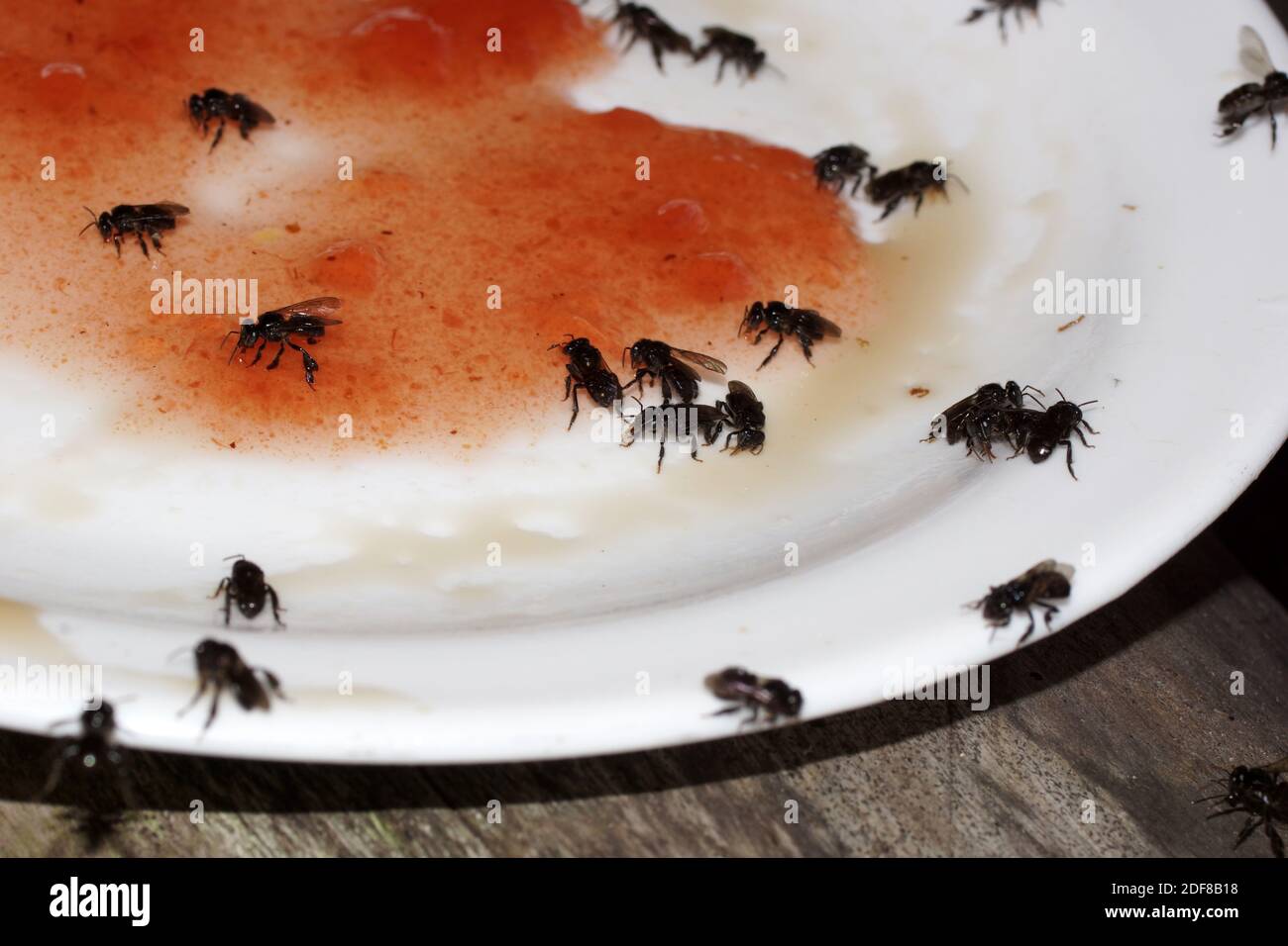 Le piccole api selvatiche mangiano i dolci da un piatto. Api senza stingless, api mellifere senza stingless, meliponine, meliponini. Parco Nazionale di Tortuguero. Costa Rica, Limone Foto Stock