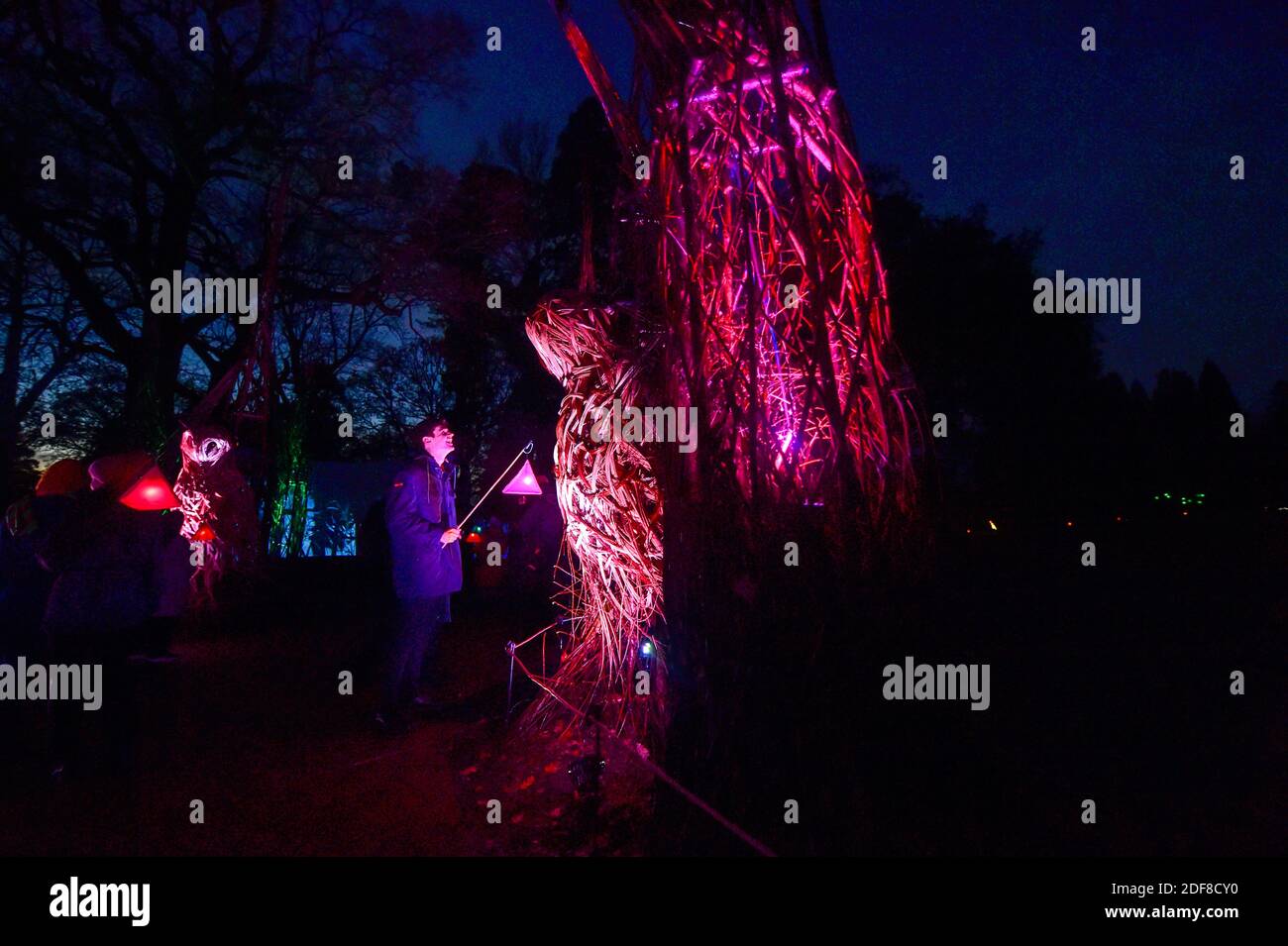 Wakehurst , Haywards Heath UK 3 dicembre 2020 - i visitatori si godono la notte di apertura del Glow Wild Lantern Trail a Wakehurst in Sussex, che quest'anno celebra gli eroi nascosti del mondo naturale. I punti salienti includono teste di semi di dente di leone galleggianti giganti, un campo di funghi da favola e l'albero di Natale più alto del Regno Unito: Credit Simon Dack / Alamy Live News Foto Stock