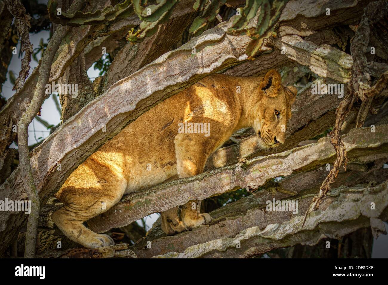 Tree climbing leone in Ishasha, Queen Elizabeth National Park, Uganda. Foto Stock