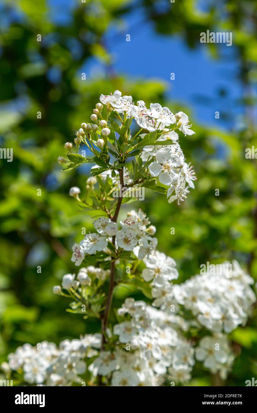Bel fiore di mela in primavera, con una profondità di campo poco profonda Foto Stock