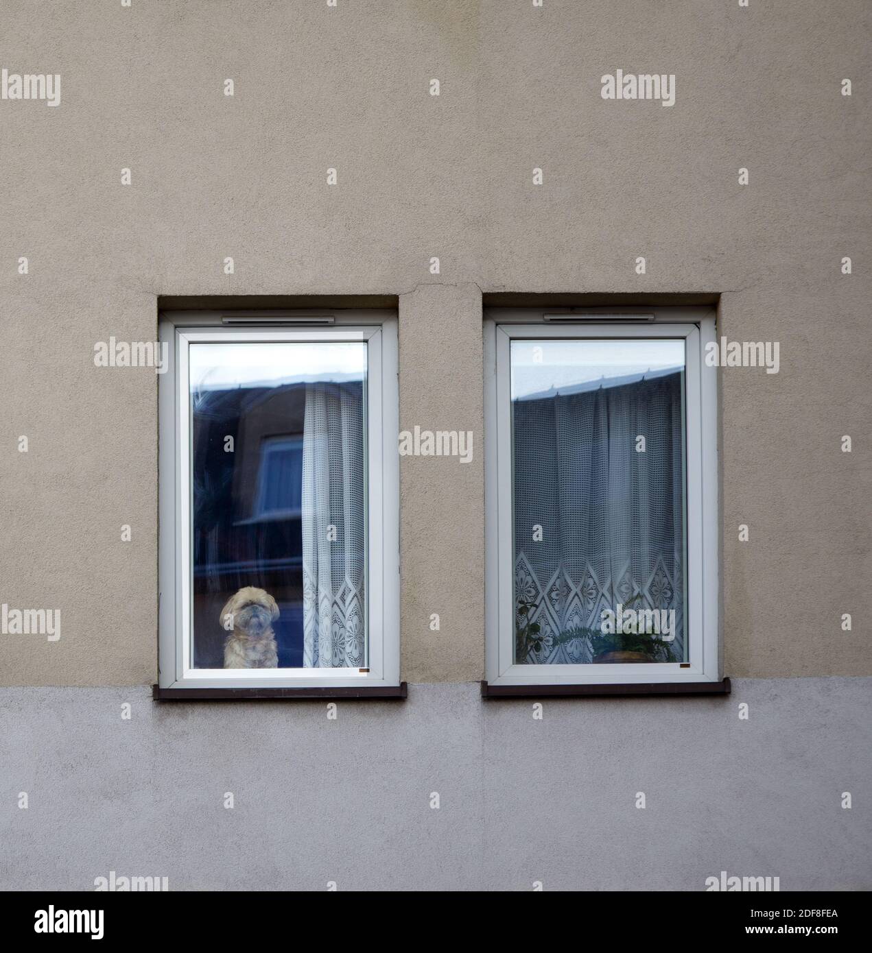 Carino cane Pekingese guarda fuori la finestra e aspetta il proprietario Foto Stock
