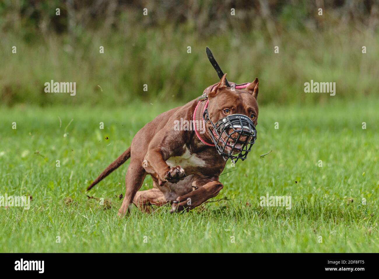 American Pit Bull Terrier in esecuzione sul campo Foto Stock