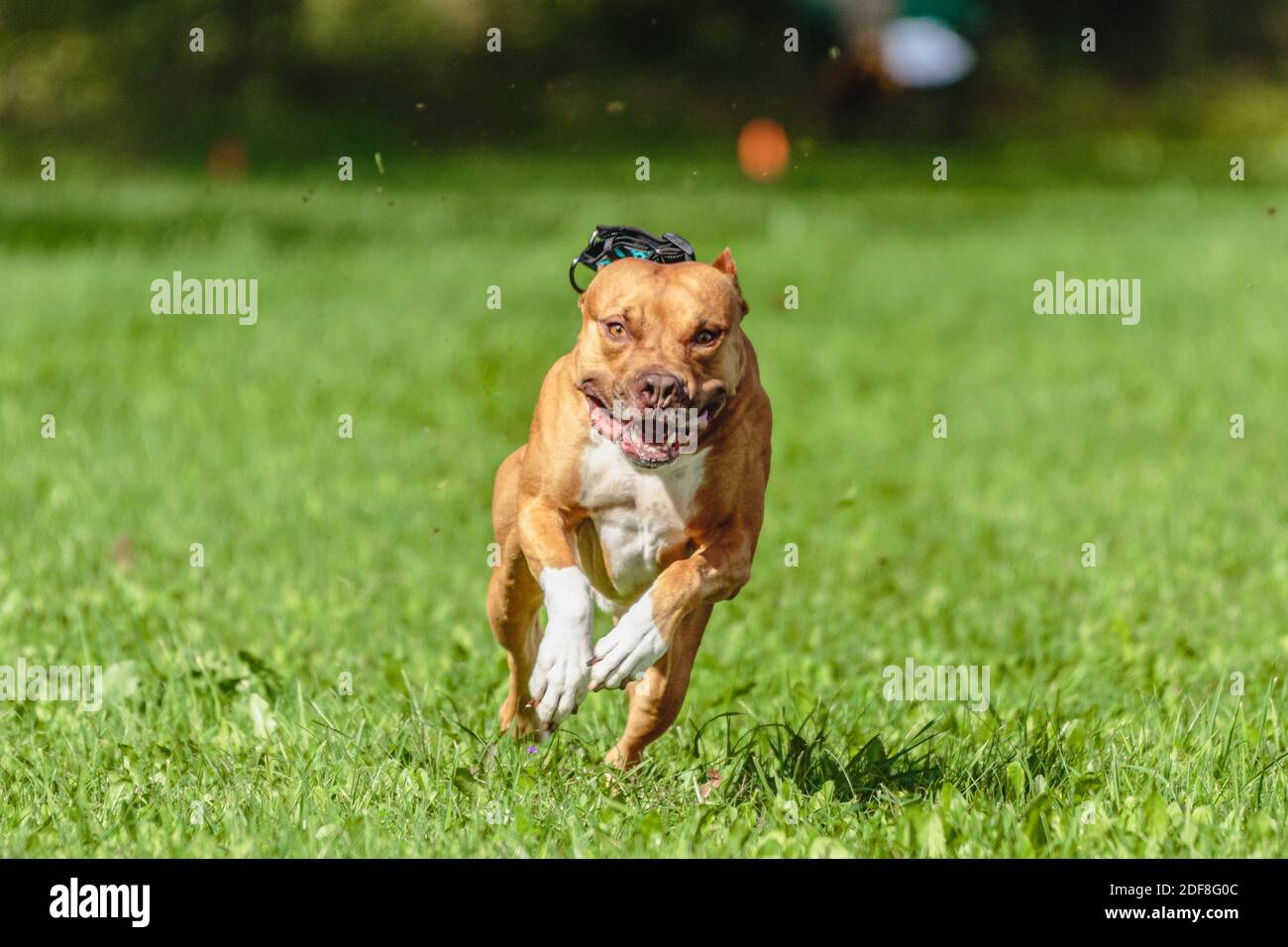 American Pit Bull Terrier in esecuzione sul campo Foto Stock