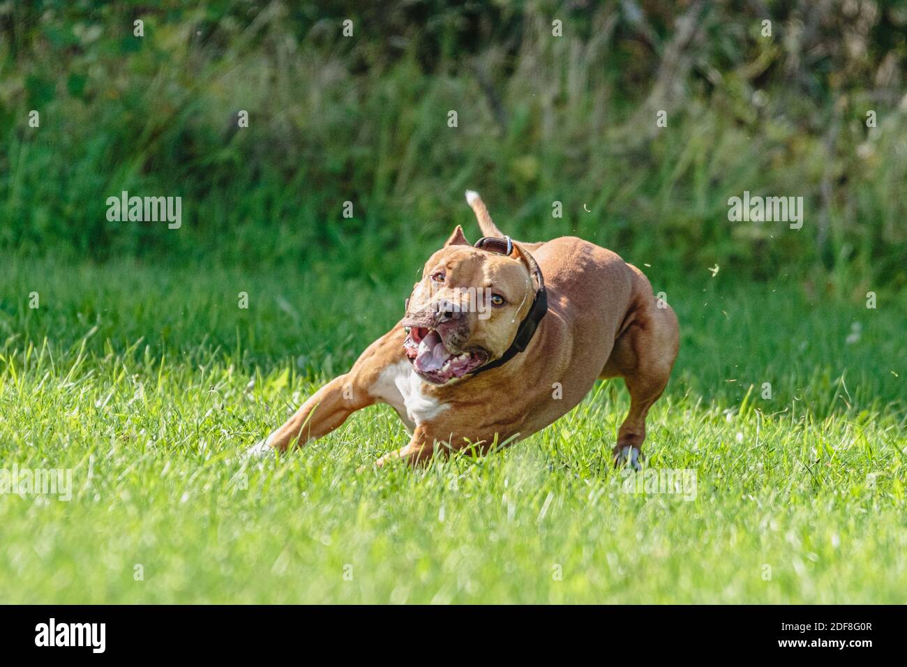 American Pit Bull Terrier in esecuzione sul campo Foto Stock