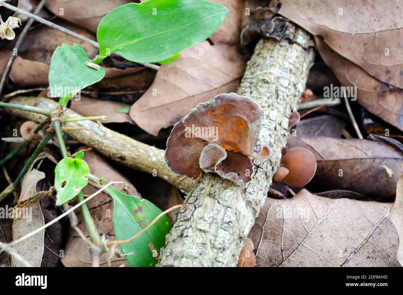 Legno Ear Mushroom su legno Foto Stock