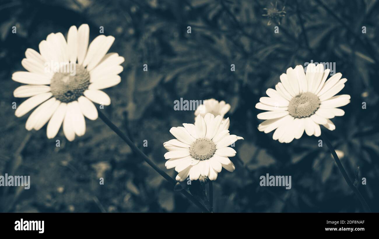 Fiore bianco a margherita con foglie verdi con effetto vintage blu. Camomilla piante sfondo in natura. Bellezza naturale in primavera Foto Stock