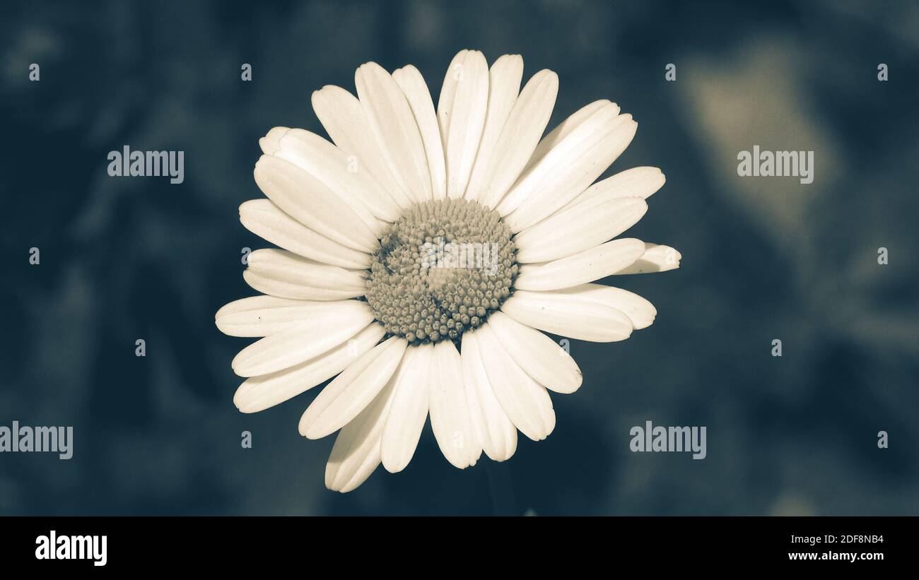 Fiore bianco a margherita con foglie verdi con effetto vintage blu. Camomilla piante sfondo in natura. Bellezza naturale in primavera Foto Stock