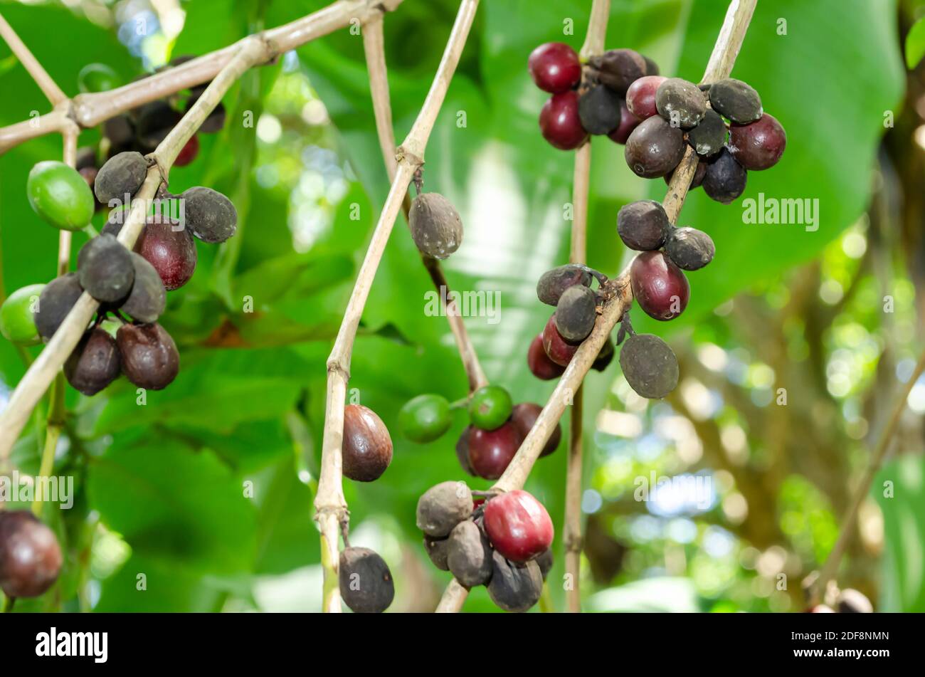 Fagioli di caffè maturi Foto Stock