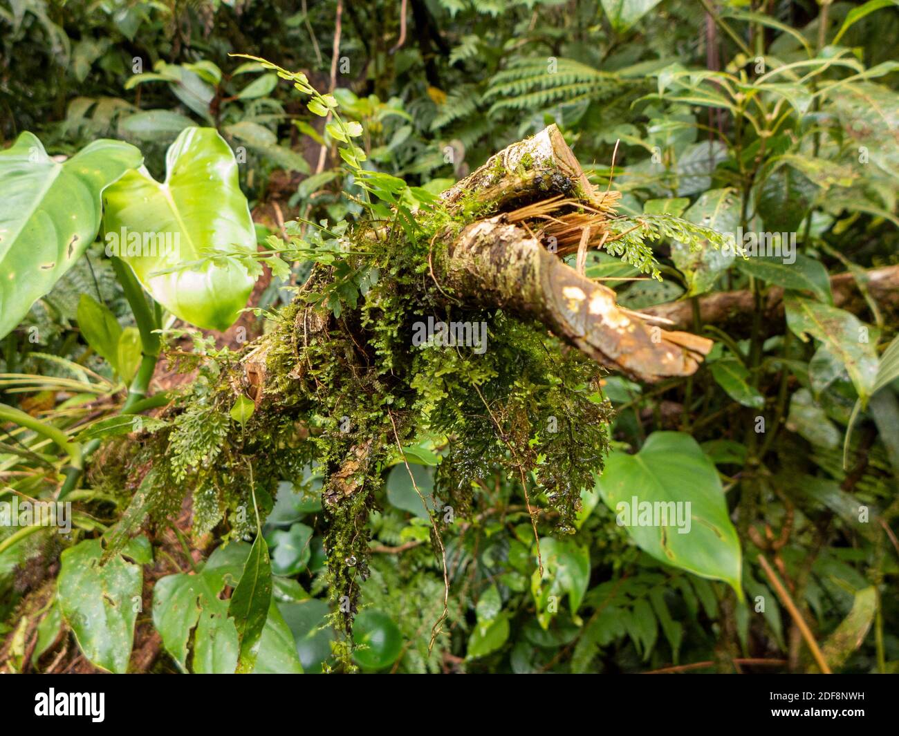 Escursione attraverso la foresta pluviale della Costa Rica. Sugli alberi crescono bromeliadi, felci, selaginella e altri epifiti. Tanti toni verdi diversi. Foto Stock