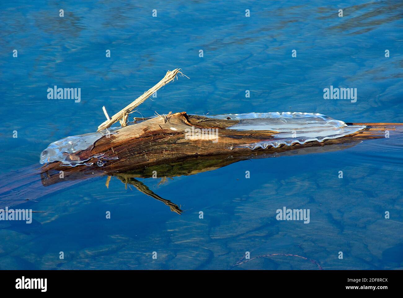 Driftwood fringed con ghiaccio che galleggia su acqua blu limpida. Foto Stock