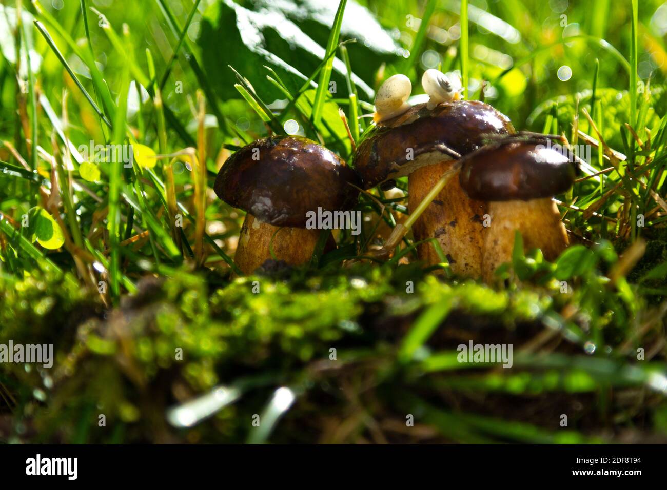 Ha lumache sui funghi. Foresta dopo la pioggia. Foto Stock