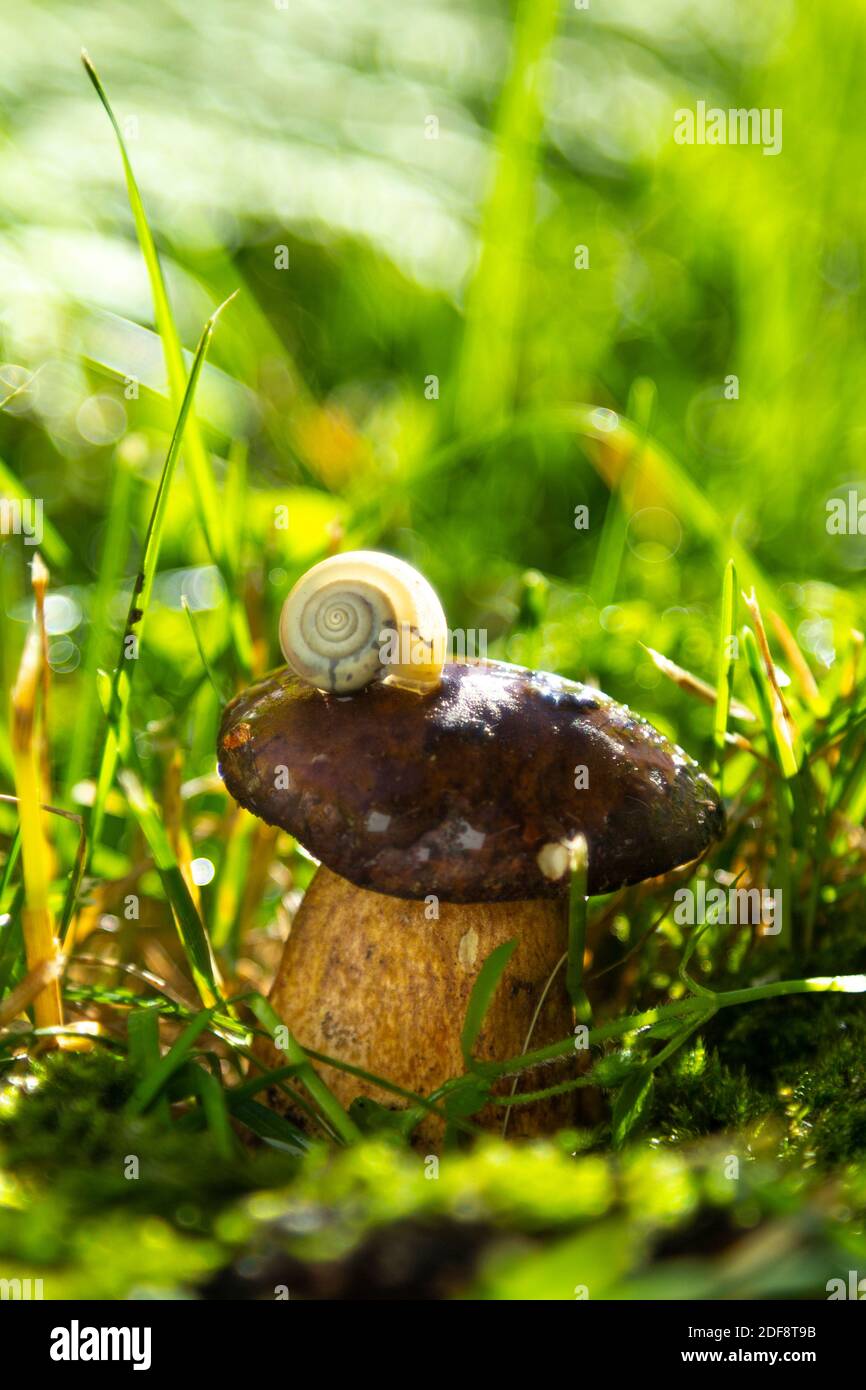 Ha lumaca sul fungo. Dopo la pioggia. Foto Stock