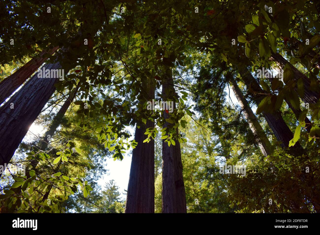 Big Basin Redwoods, California Foto Stock