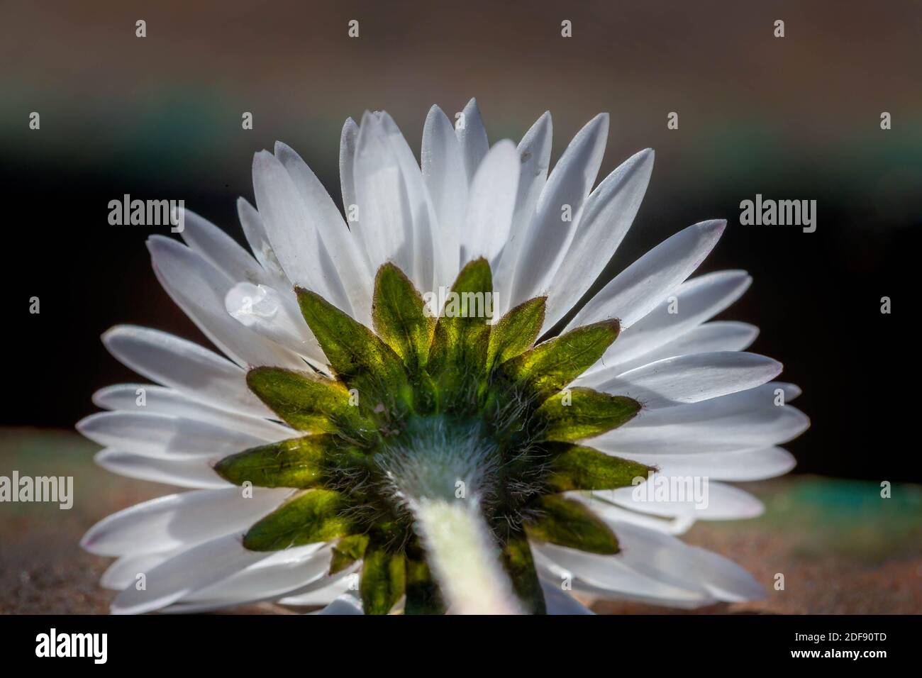 Appena selezionato Daisy posto su una panchina del parco e visto da dietro guardando al sole Foto Stock
