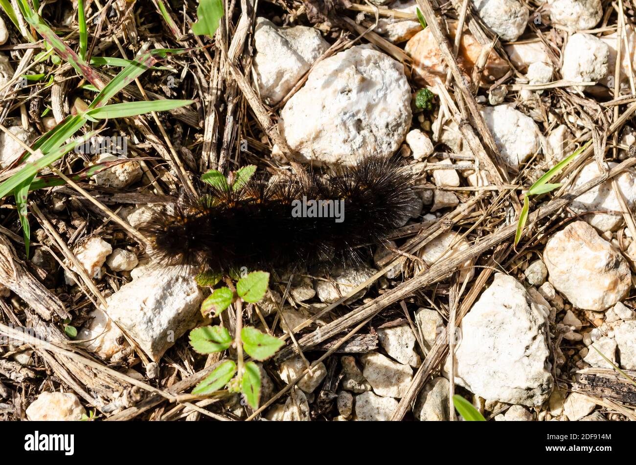 Black Hairy Caterpillar a terra Foto Stock