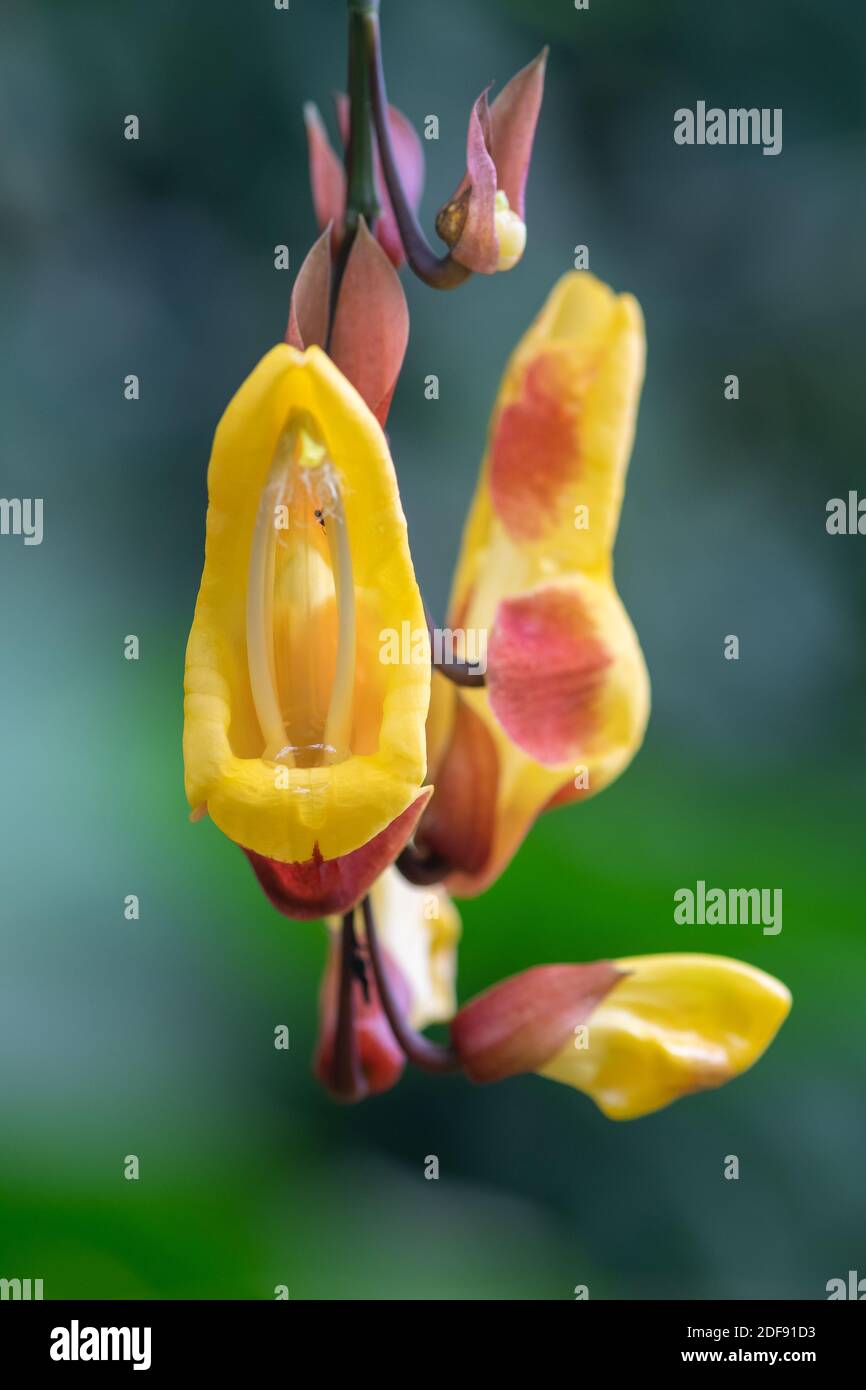 Primo piano di un fiore in fiore di Mysore trumpetvine (thunbergia mysorensis) Foto Stock