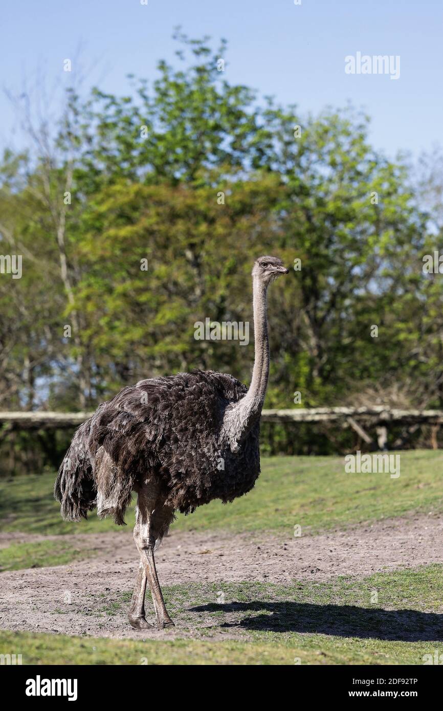 Uno struzzo allo zoo di Bordeaux-Pessac. Lo zoo di pessac doveva adattarsi durante la crisi del Covid-19 e trovare un modo adeguato di operare. In assenza di ulteriori visitatori, la stabilità finanziaria dello zoo è limitata nel tempo come molte altre aziende che devono adattarsi durante questa situazione di crisi. A Pessac, Francia, 9 aprile 2020.Foto di Thibaud Moritz / ABACAPRESS.COM Foto Stock