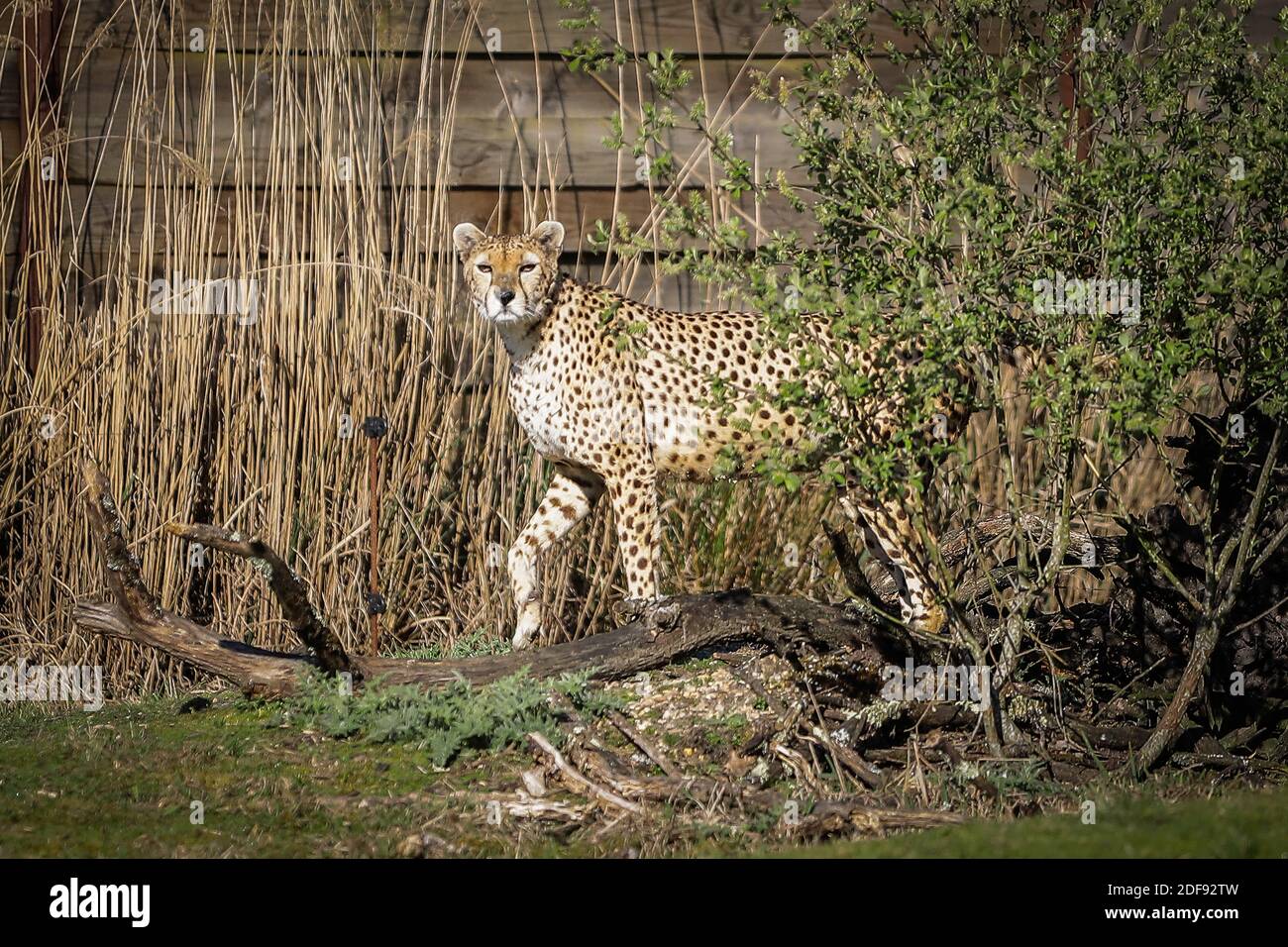 Un ghepardo allo zoo di Bordeaux-Pessac. Lo zoo di pessac doveva adattarsi durante la crisi del Covid-19 e trovare un modo adeguato di operare. In assenza di ulteriori visitatori, la stabilità finanziaria dello zoo è limitata nel tempo come molte altre imprese che devono adattarsi durante questa situazione di crisi .in Pessac, Francia, 9 aprile 2020.Photo by Thibaud Moritz / ABACAPRESS.COM Foto Stock
