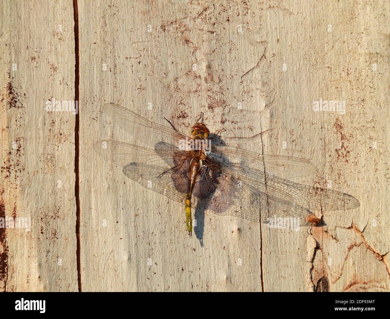 Black Saddlebag Dragonfly si aggraffa al lato di un legno Deck Closeup Macro con Wings spread Foto Stock