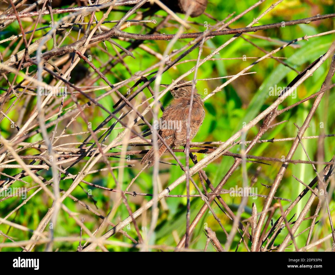 Un uccello della Casa di Wren sembra essere Feathers molting arroccato In Forest Brush di rami con Foliage verde nel Sfondo Foto Stock