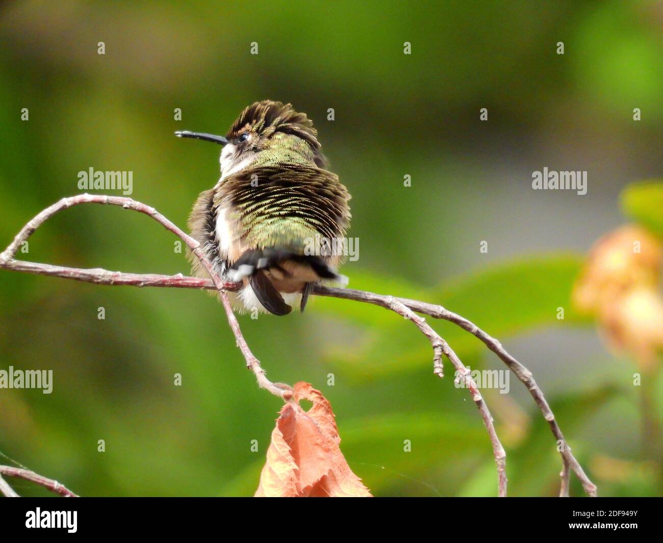 Soffiato fuori Ruby ha tirato Hummingbird seduto sul ramo dell'albero Foto Stock