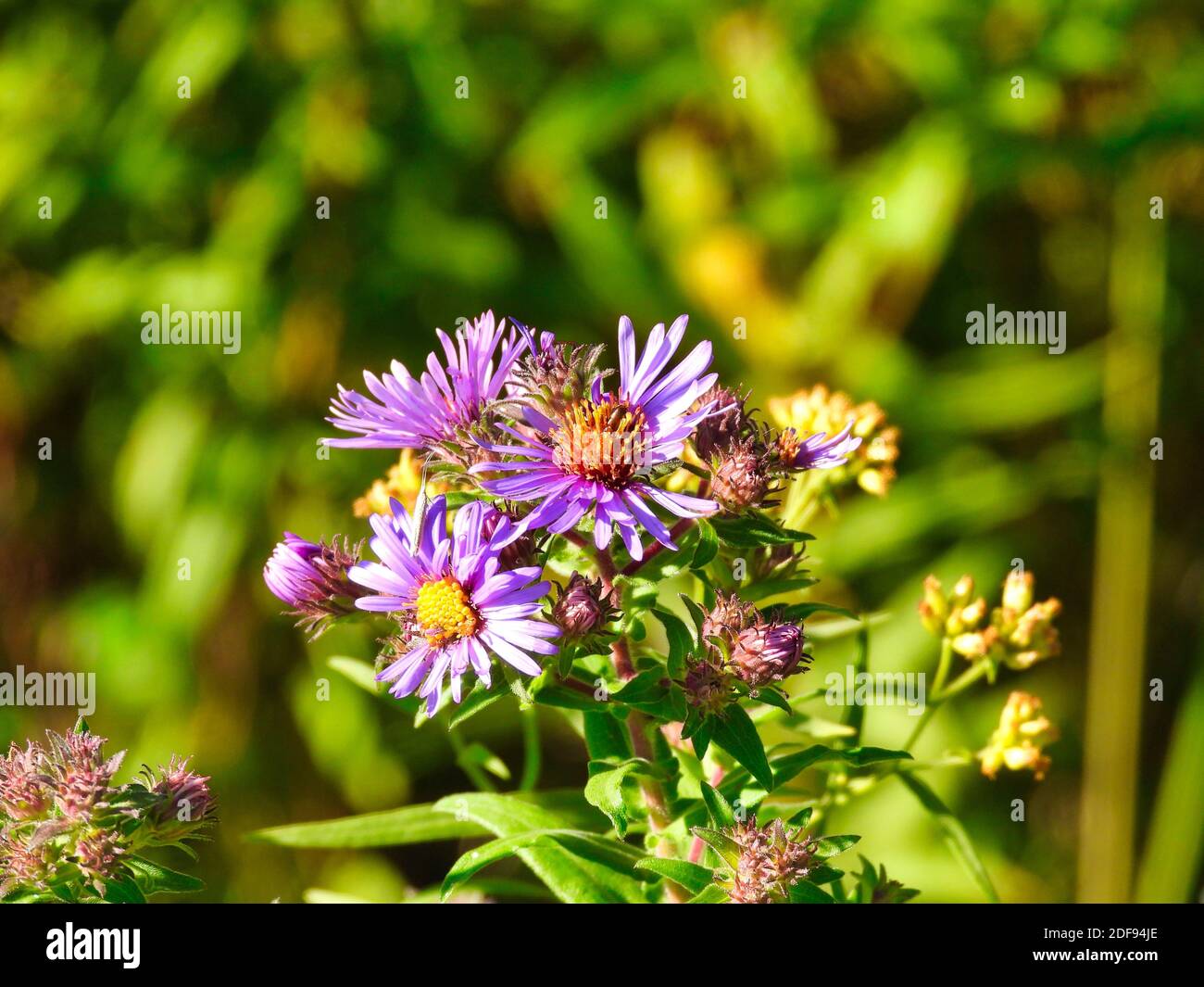 New England Aster Wildflower Closeup Macro di fiori viola con Centri gialli in un campo Prairie Pretty Daisy vita Flower Foto Stock