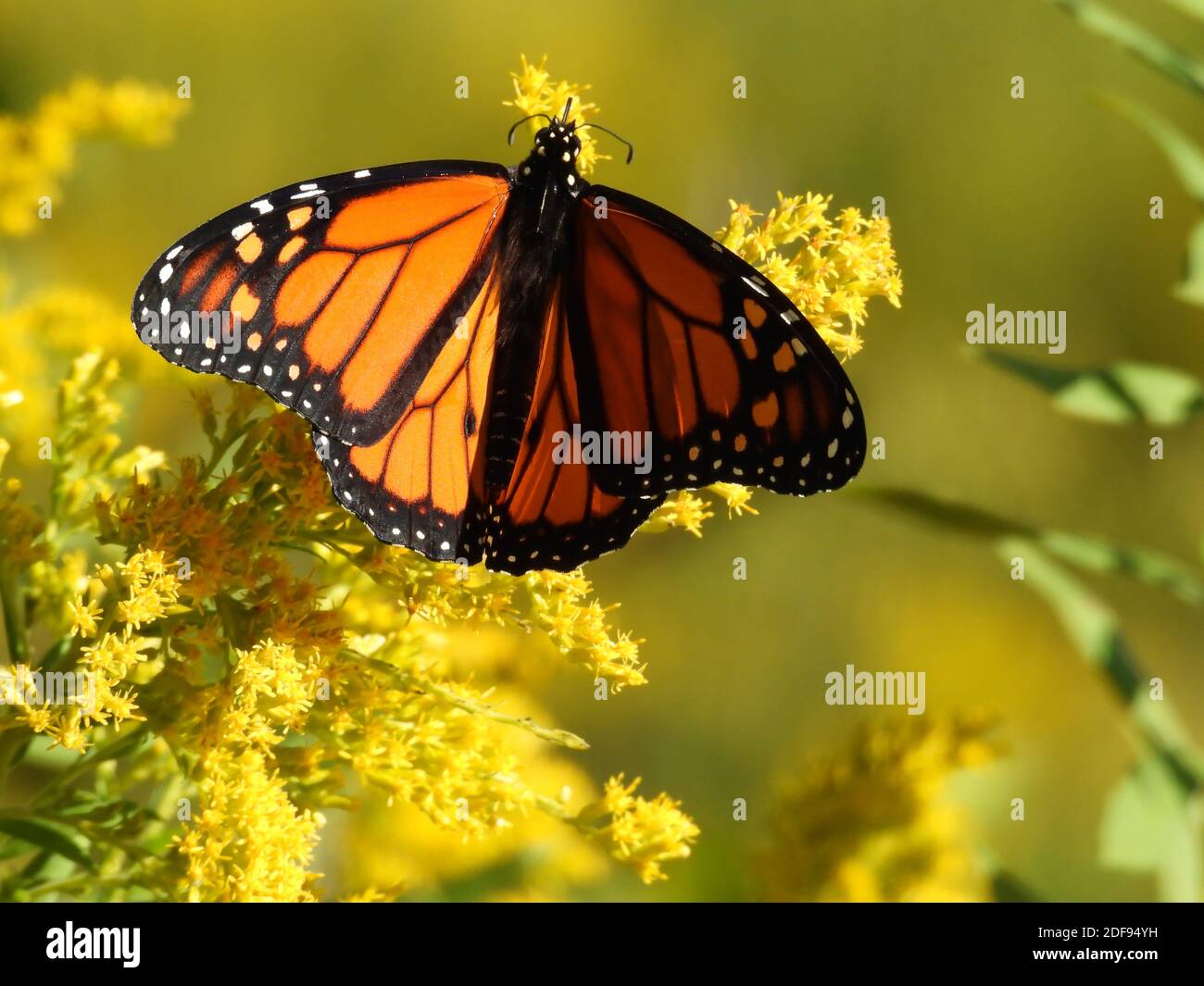 Monarch Butterfly Wings diffusione e mangiare un giallo Wildflower goldenrod primo piano, Macro, arancione e Black Wings Foto Stock