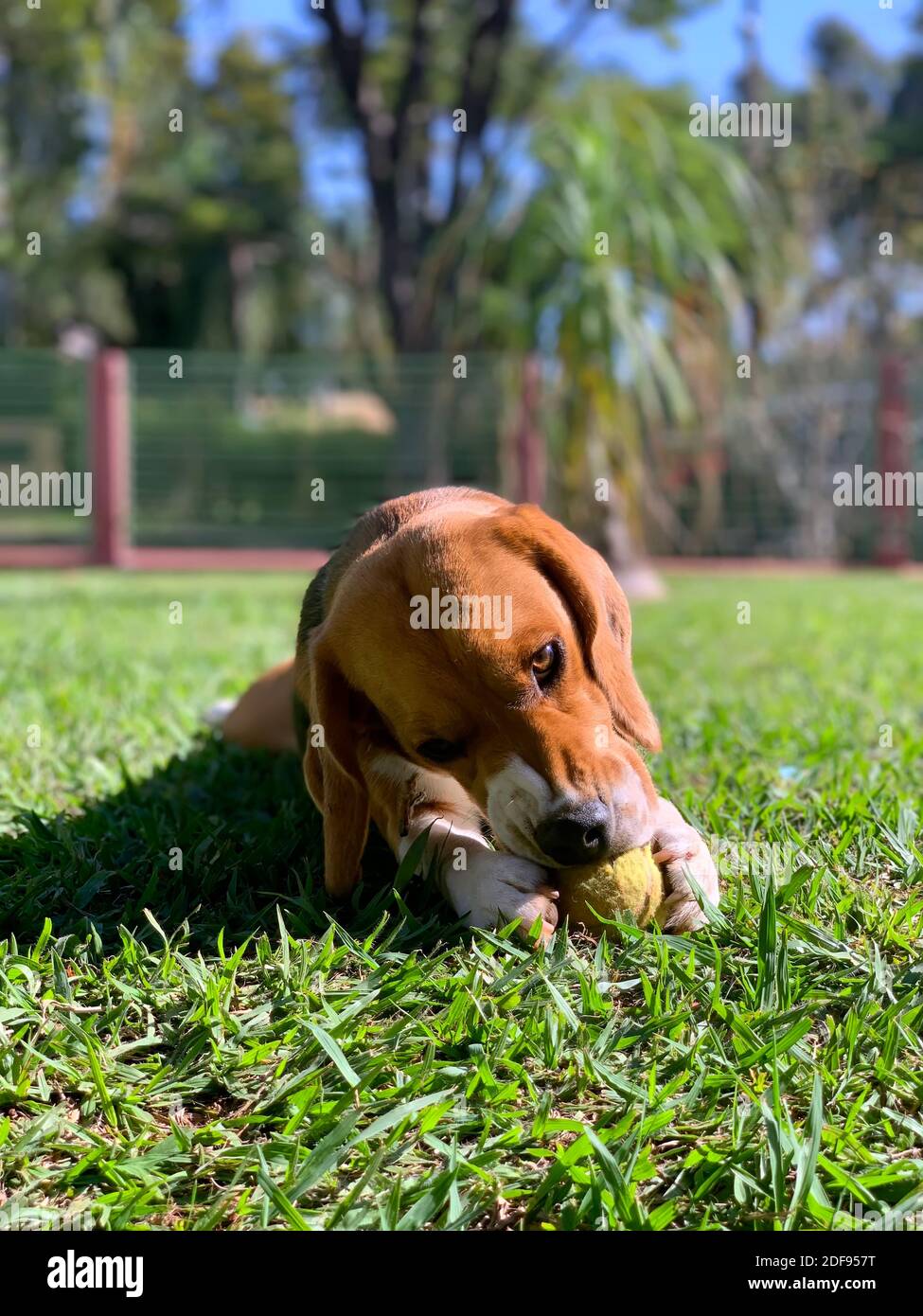 Beagle mordicchiando e giocando con la sua palla da tennis sull'erba in una giornata di sole. Foto Stock