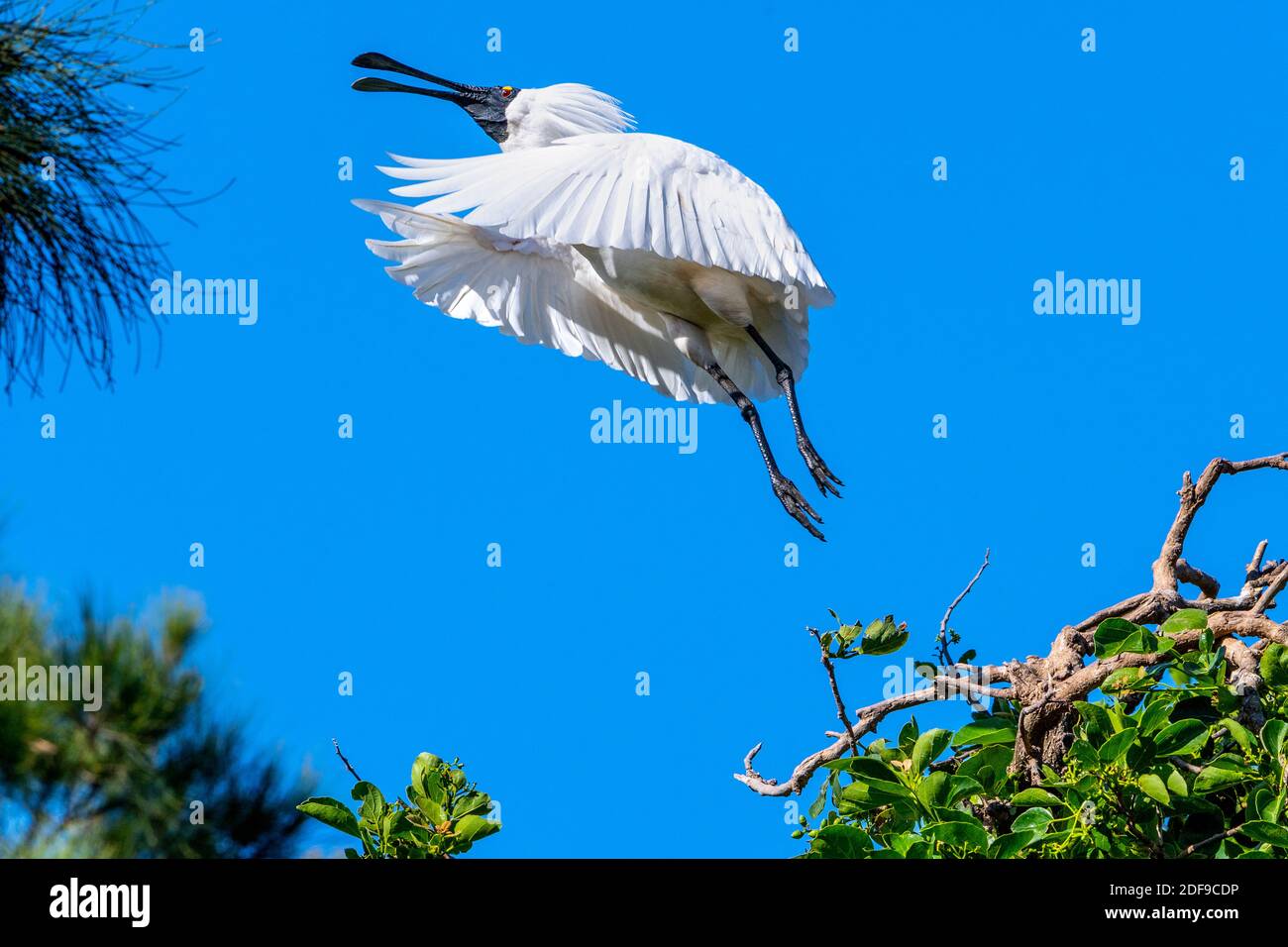 Royal Spoonbill (Platalea regia) in piumaggio di allevamento nuptial che decollano dal perch di roosting. Queensland Australia Foto Stock