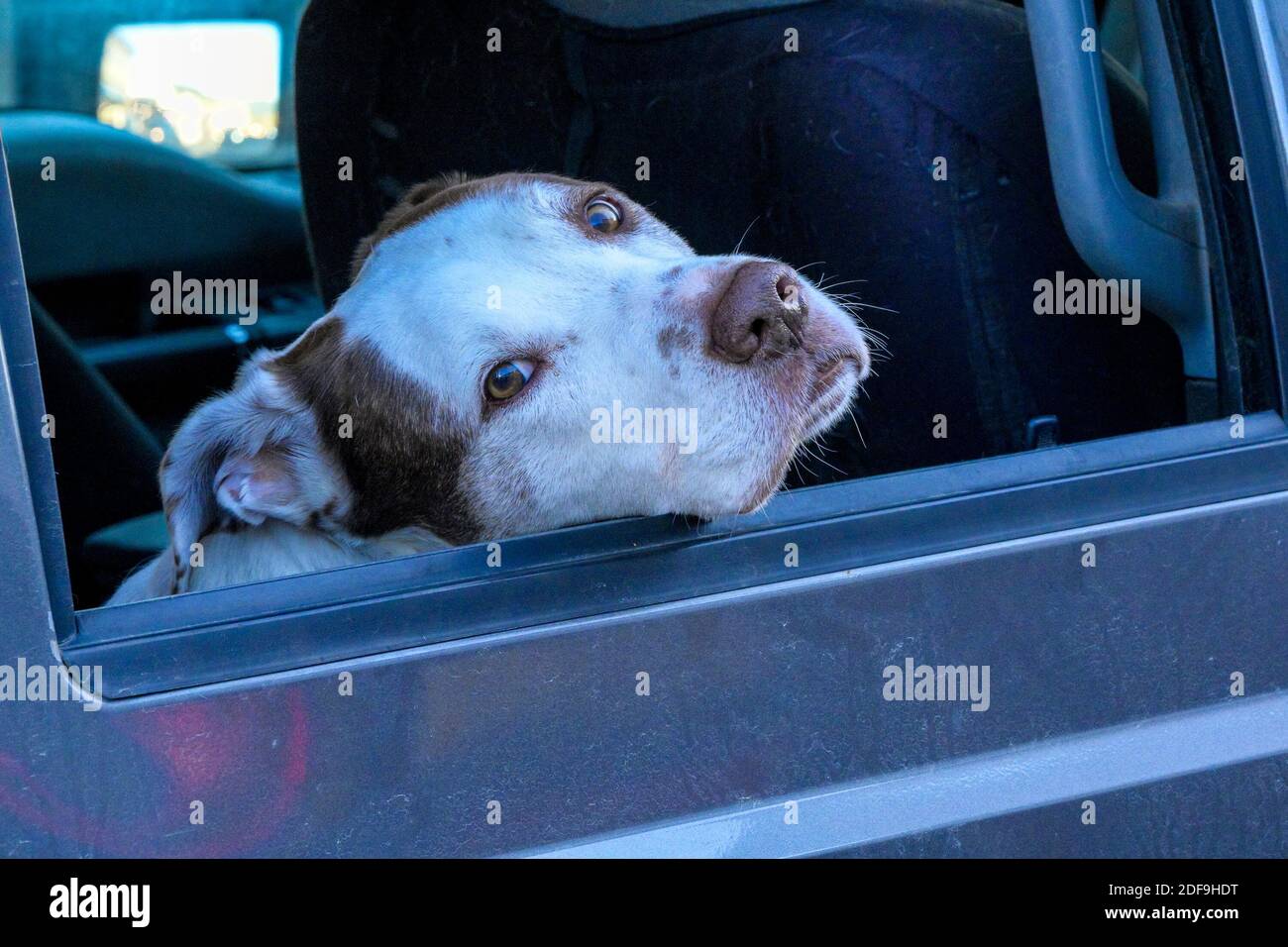 Cane espressivo nel finestrino dell'auto, Foto Stock