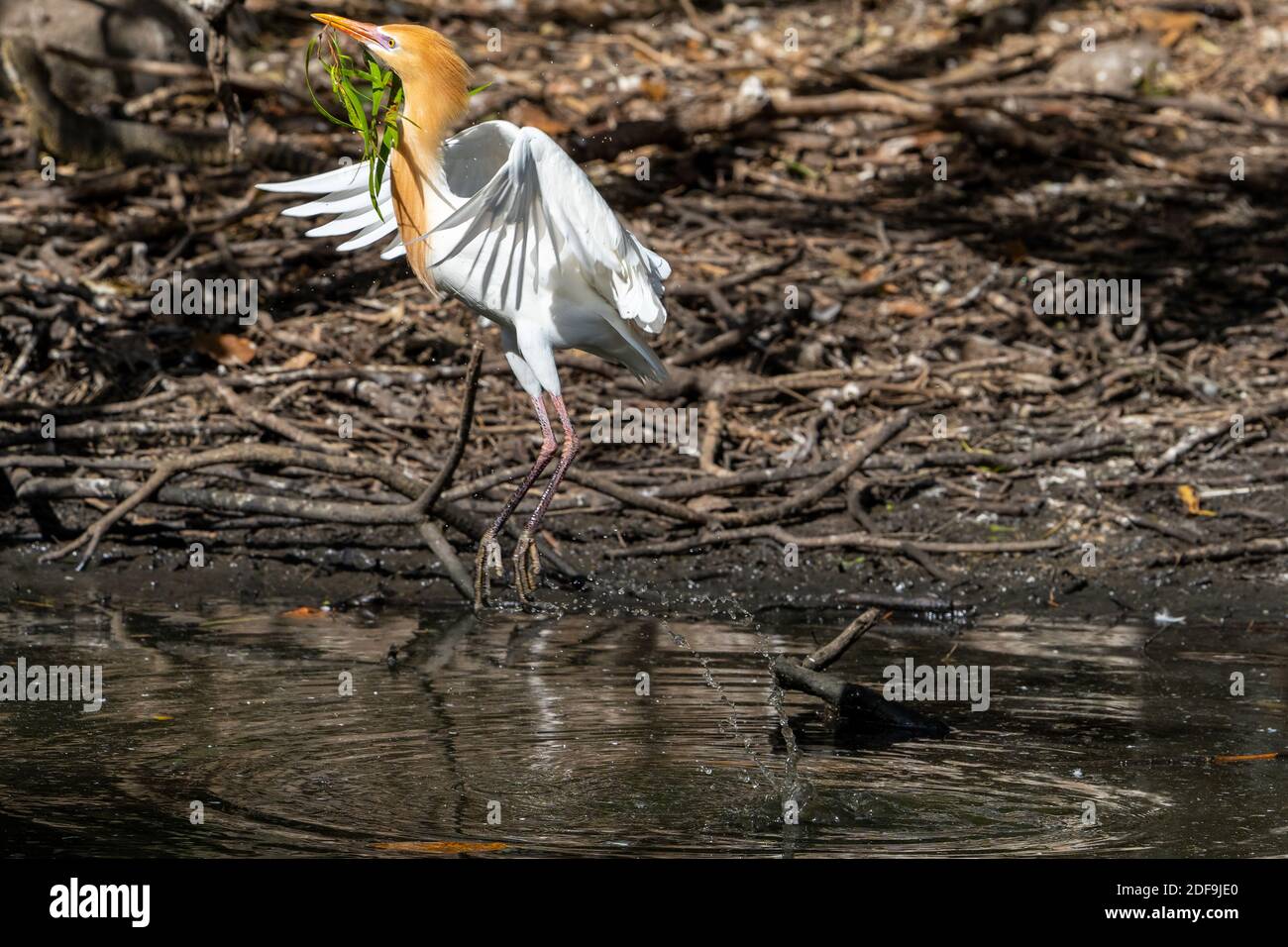 Garza di bestiame (Bubulcus ibis) in piumaggio riproduttivo decollo da waterhole con nidificazione materiale in esso è becco. Queensland Australia Foto Stock