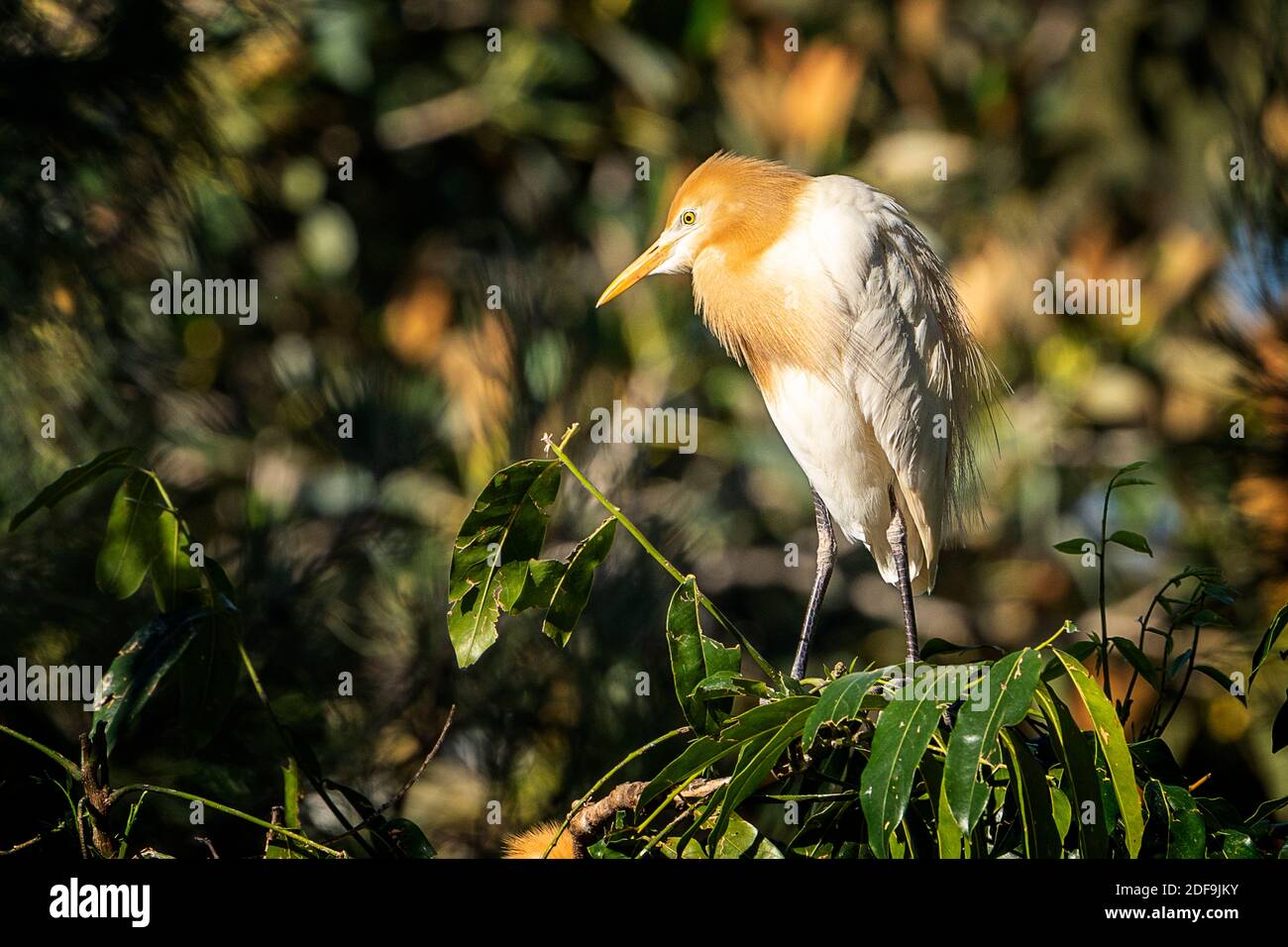 Ingrasso del bestiame (Bubulcus ibis) in allevamento plumage seduta sulla filiale. Queensland Australia Foto Stock