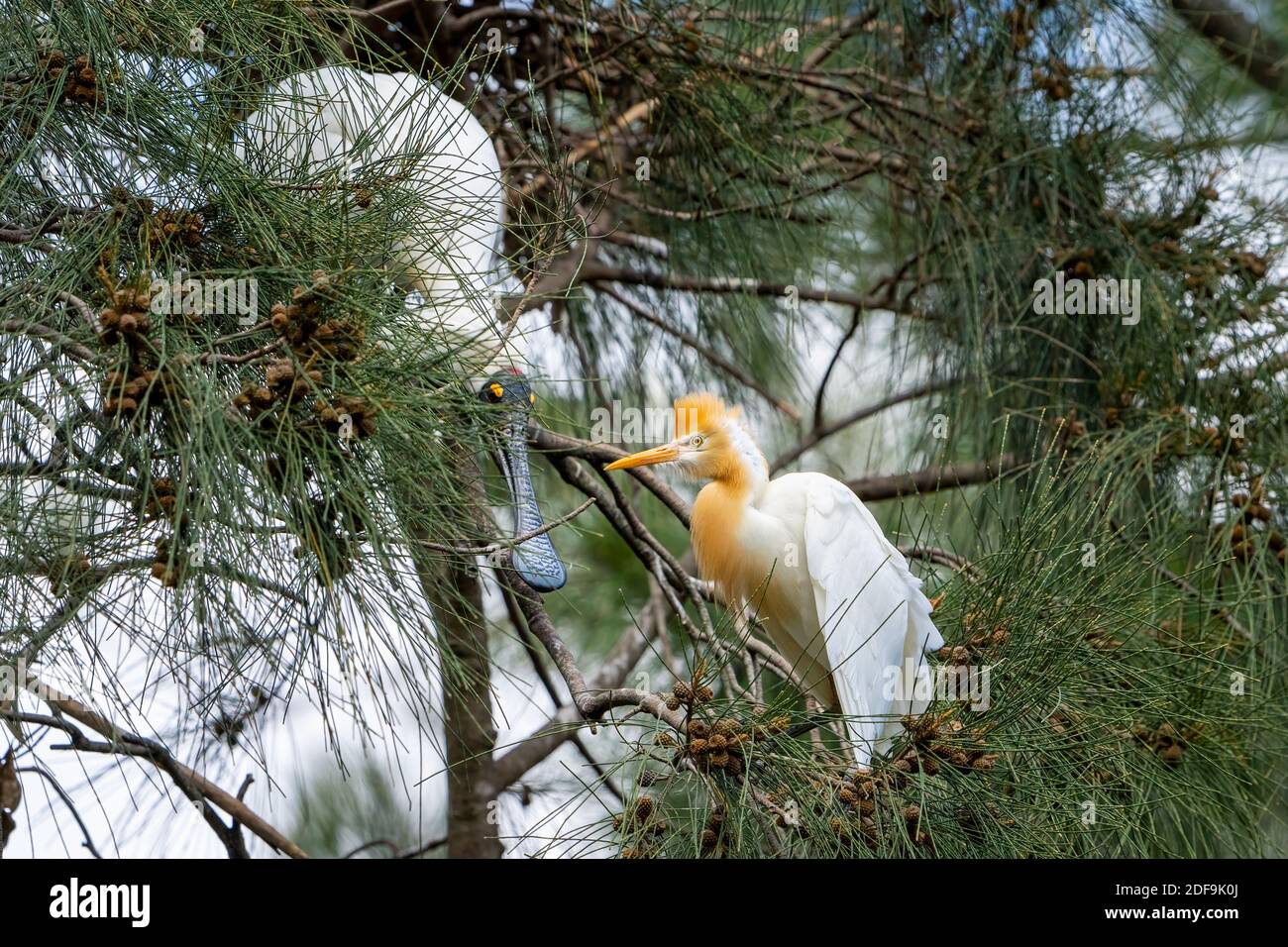 Cattle egret (Bubulcus ibis) Nell'allevamento plumage seduto sul ramo con Royal Spoonbill (Platalea regia) Queensland Australia Foto Stock