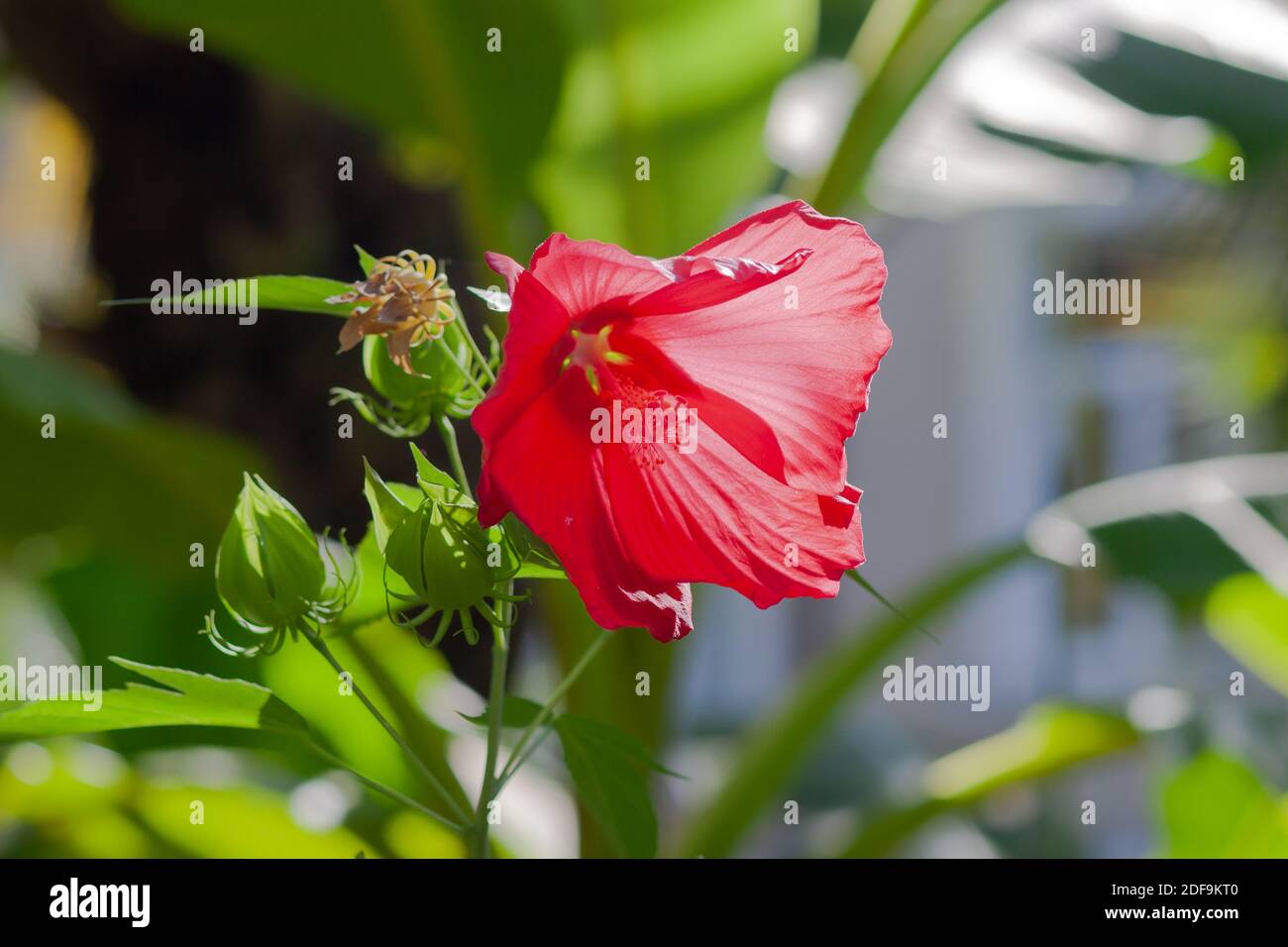 Fiore rosso dell'ibisco cinese Foto Stock