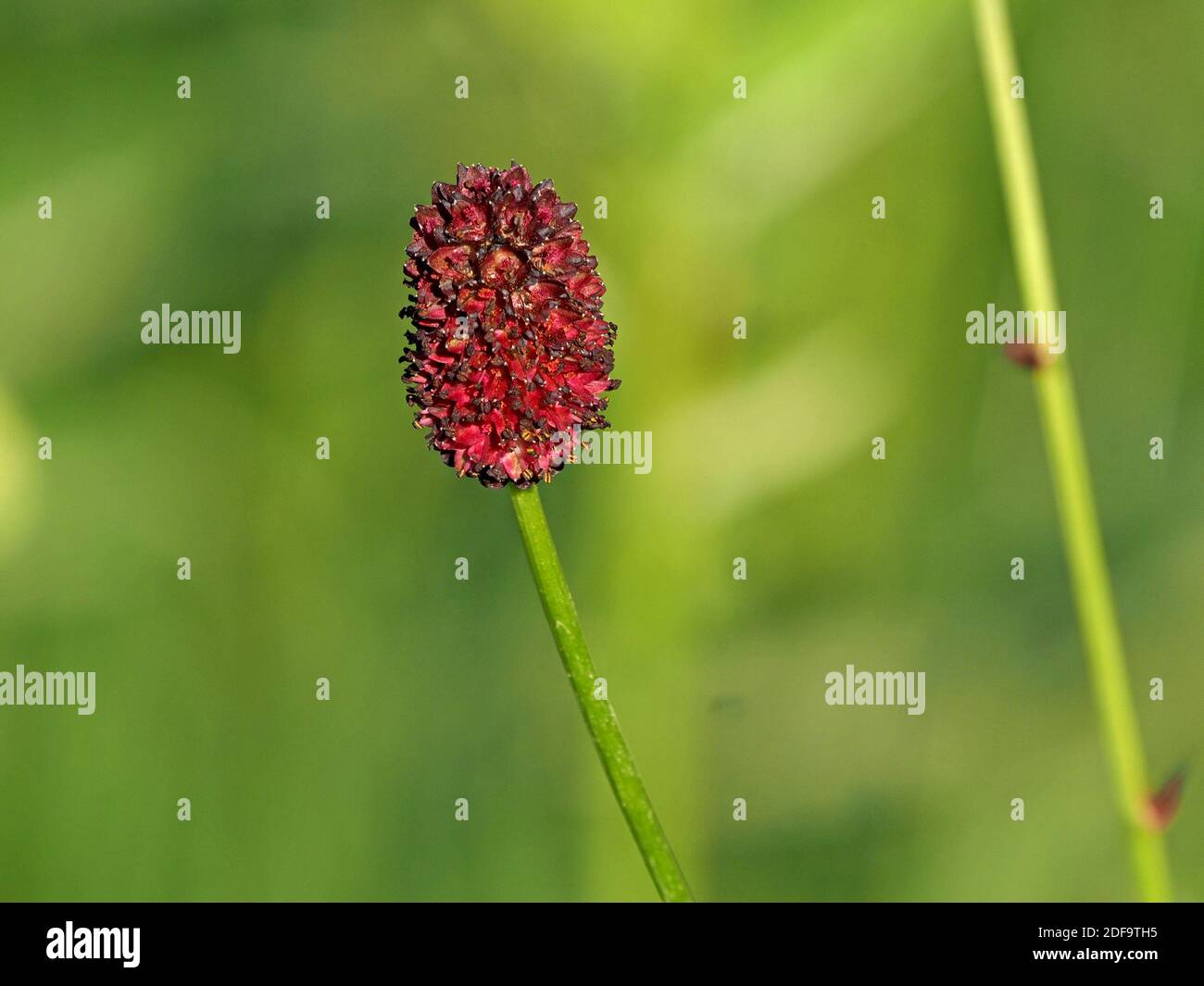 Great Burnett (Sanguisorba officianalis) un perenne erbaceo con testa di fiore di molti setti rossi scuri (senza petali) in un prato in Cumbria, Inghilterra, Regno Unito Foto Stock