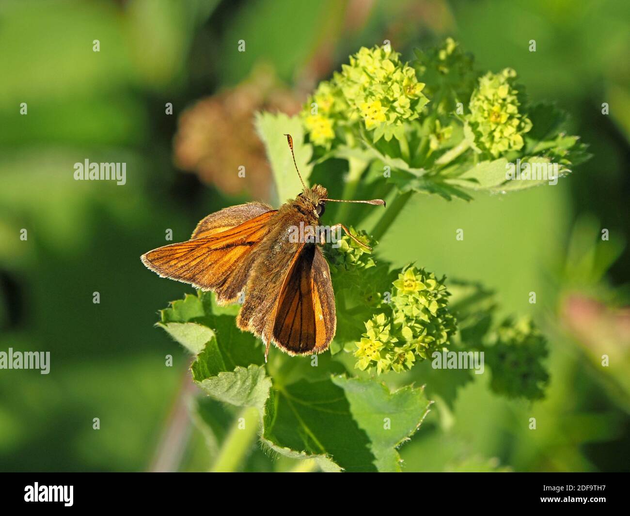 Maschio grande Skipper farfalla (Ochlodes venatus) con linea androconiale scuro profumo sulla fronte e clubbed antenna alimentazione in Sunshine Cumbria, Inghilterra, UK Foto Stock