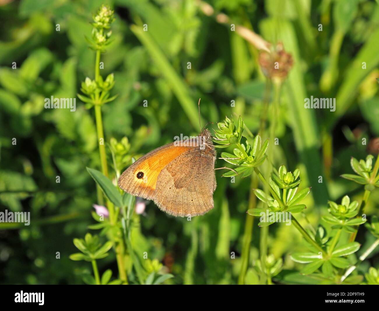 Farfalla marrone prato (Maniola jurtina) con ali chiuse poggiate su bedpaglia in un rifugio di fauna selvatica in Cumbria, Inghilterra, Regno Unito Foto Stock