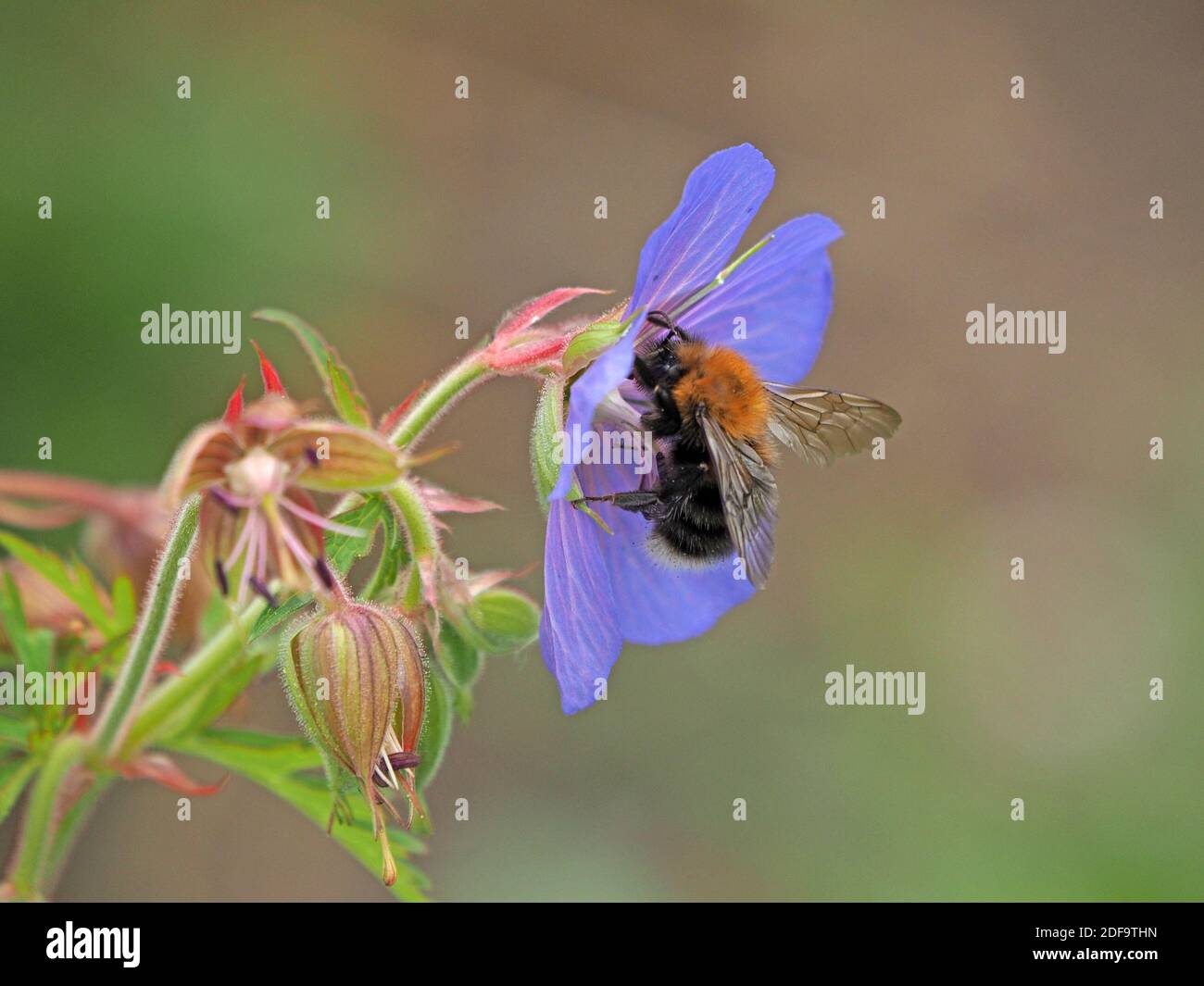 Ape comune del carder (Bombus pascuorum) che impollinante la Cranesbill del prato (Pratense del geranio) la gru-fattura del prato o il fiore del geranio di m -Cumbria, Inghilterra, Regno Unito Foto Stock