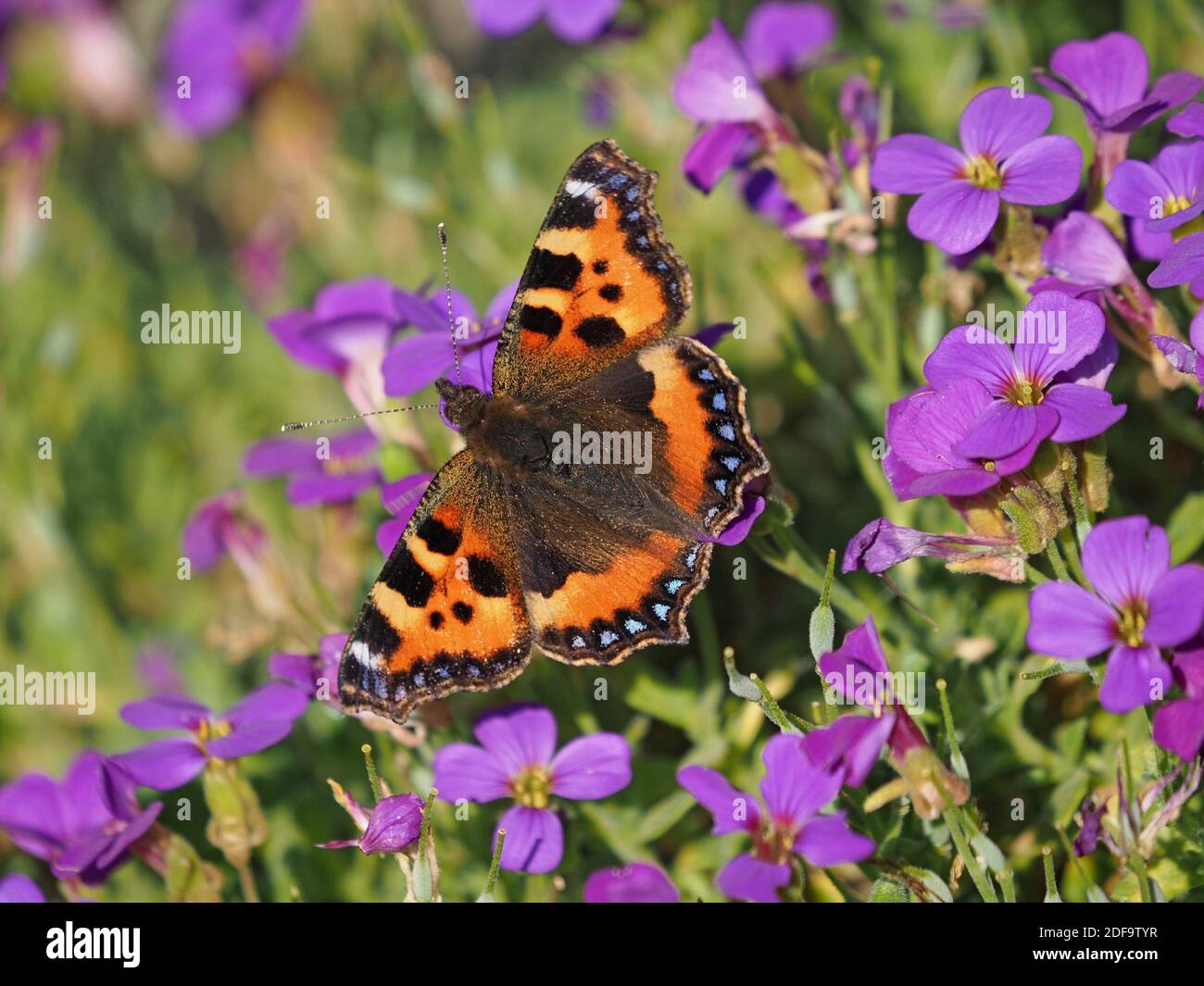 Piccola farfalla di tartaruga (Aglais orticae) con macchie blu impressionanti sui margini dell'ala che si nutrono sul fiore viola del giardino Cumbria, Inghilterra, Regno Unito Foto Stock