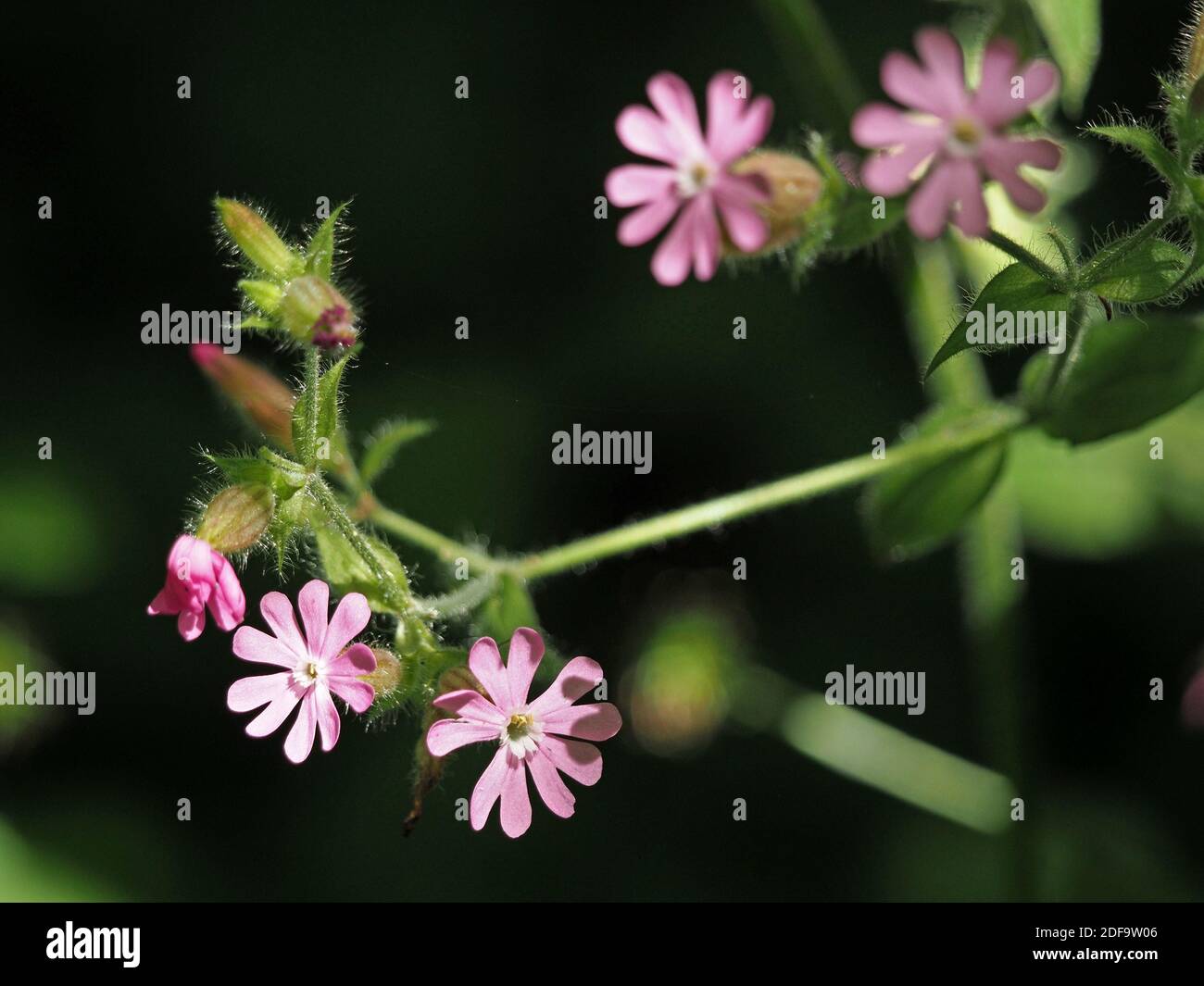 Fiori rosa e boccioli di Campion Rosso (Silene dioica), alias catchfly rosso con vescica caratteristica e steli pelosi in Cumbria, Inghilterra, Regno Unito Foto Stock