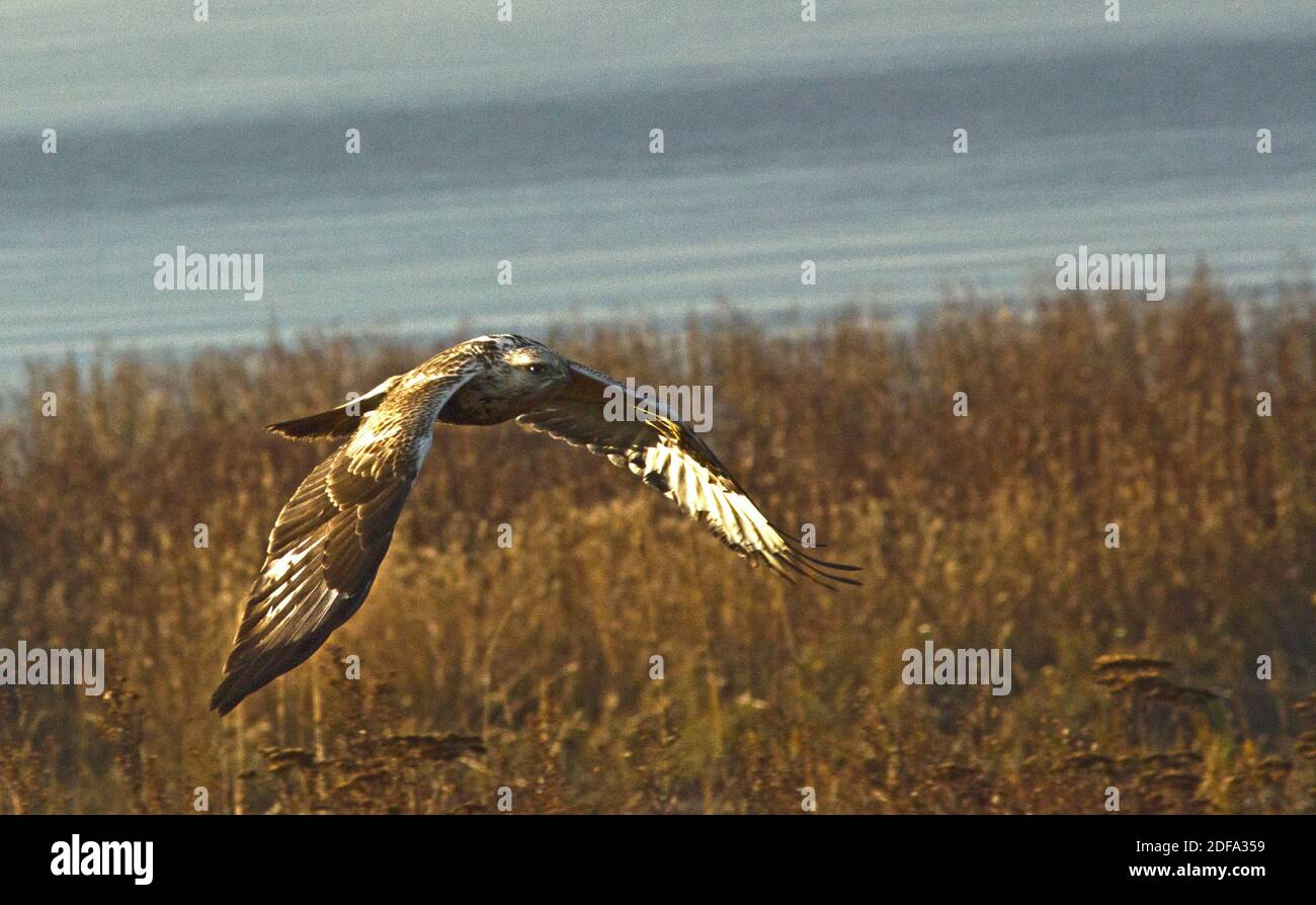 Falco a zampe ruvide Foto Stock