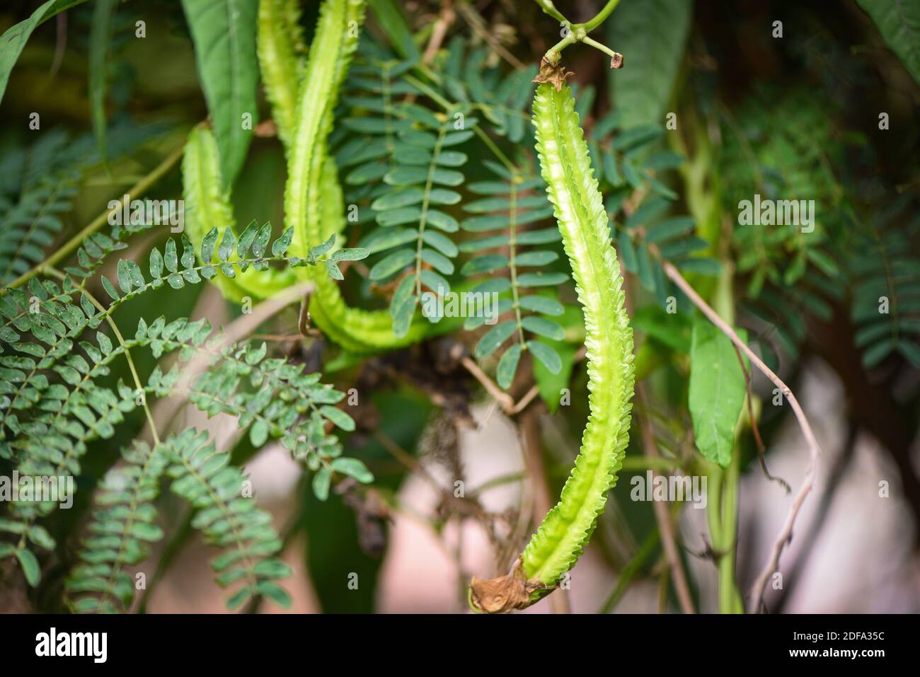 il fagiolo dell'ala cresce sull'albero della vite, l'agricoltura giovane dei fagioli alati Foto Stock