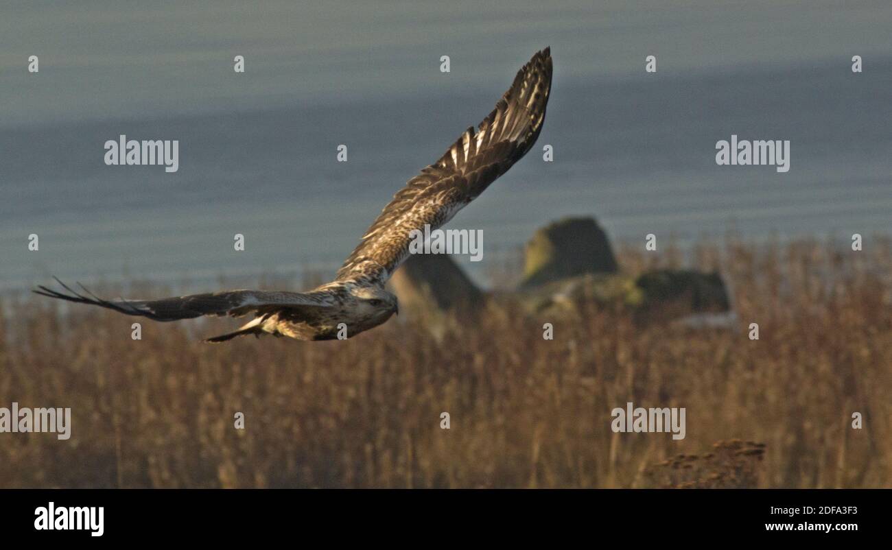 Zampe ruvida Hawk Foto Stock