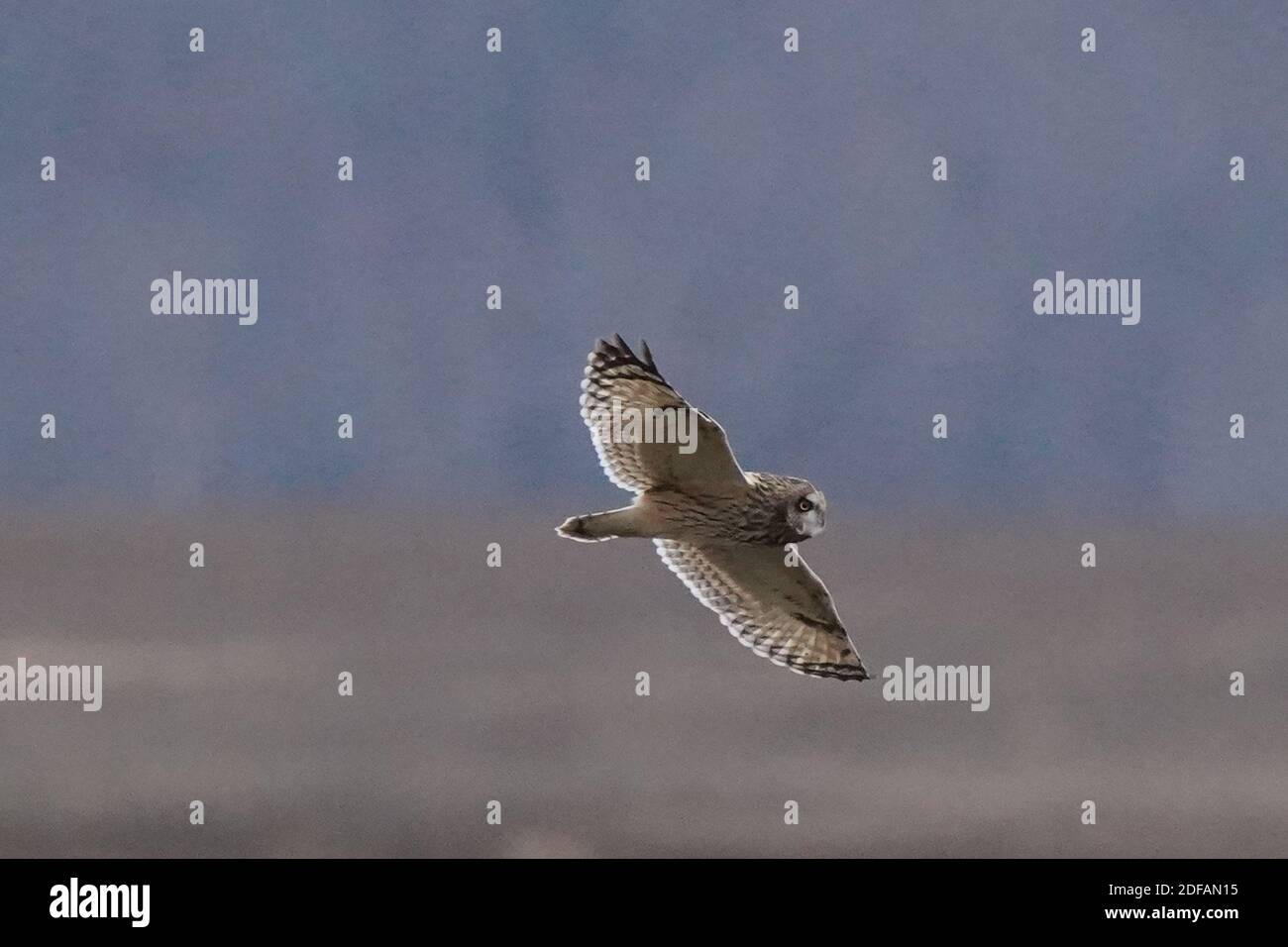 Gufo corto allevato che sorvola la caccia alla prateria Foto Stock