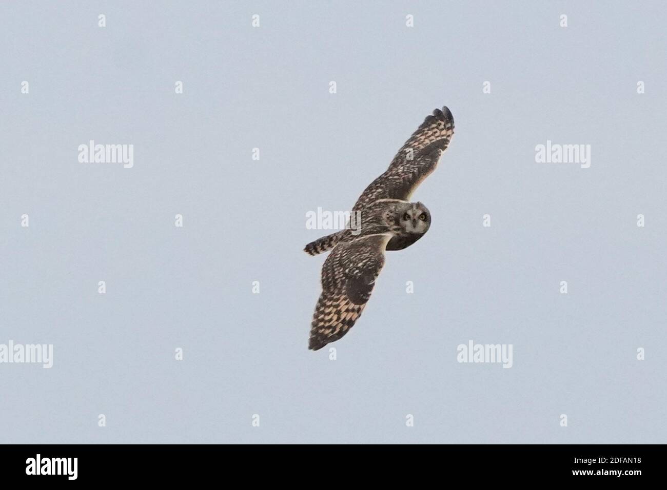 Gufo corto allevato che sorvola la caccia alla prateria Foto Stock