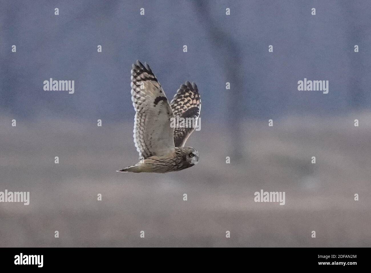 Gufo corto allevato che sorvola la caccia alla prateria Foto Stock