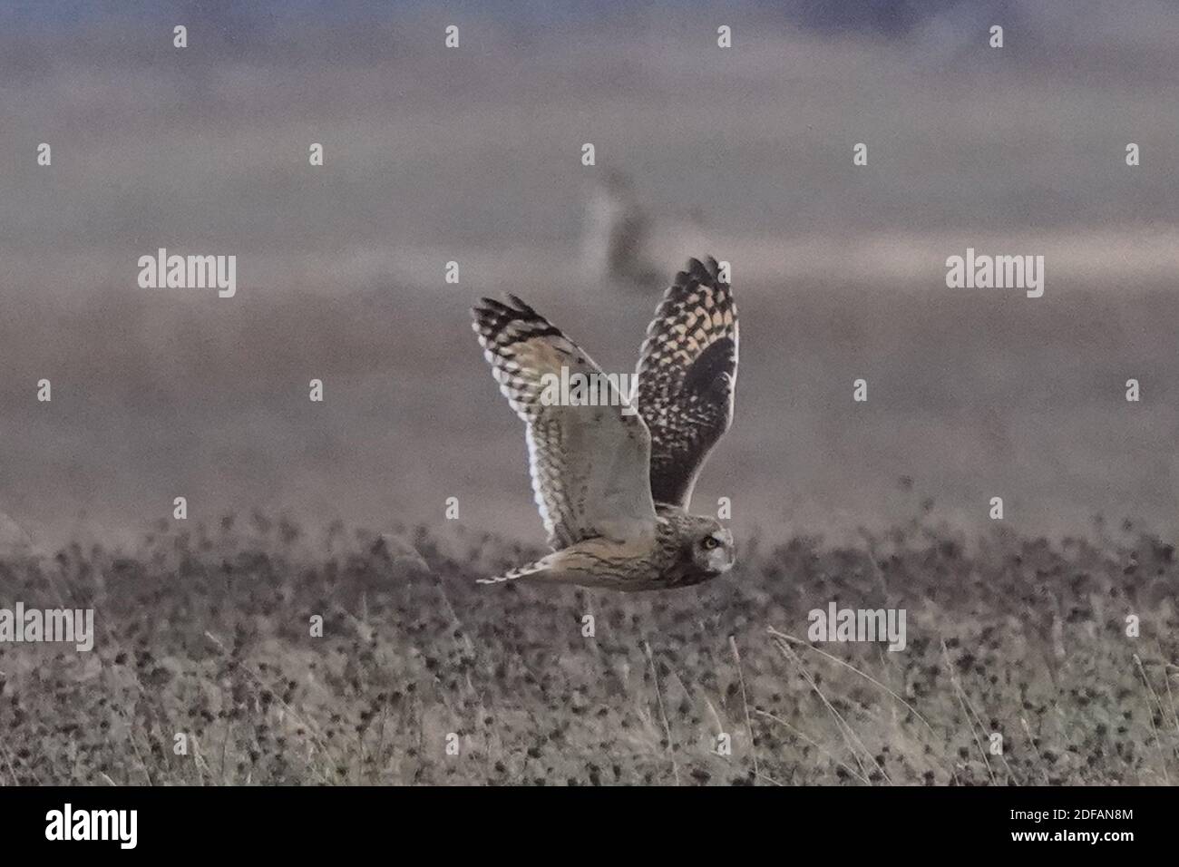 Gufo corto allevato che sorvola la caccia alla prateria Foto Stock
