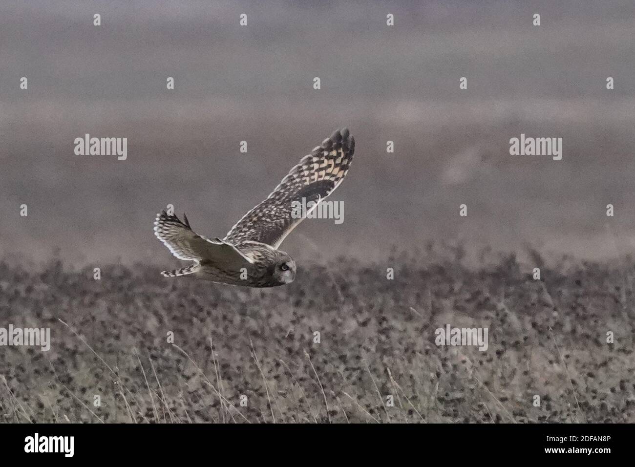 Gufo corto allevato che sorvola la caccia alla prateria Foto Stock