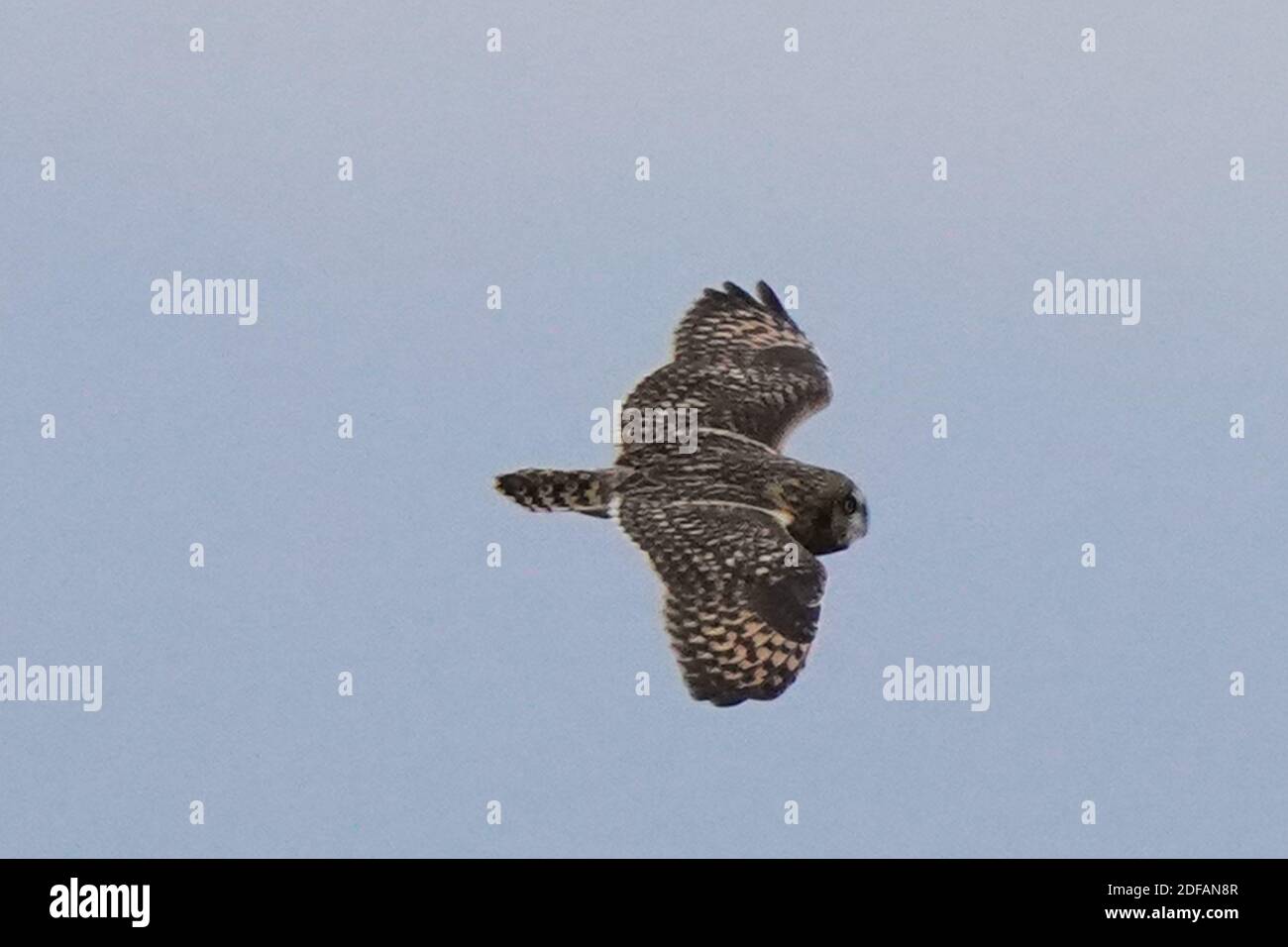 Gufo corto allevato che sorvola la caccia alla prateria Foto Stock